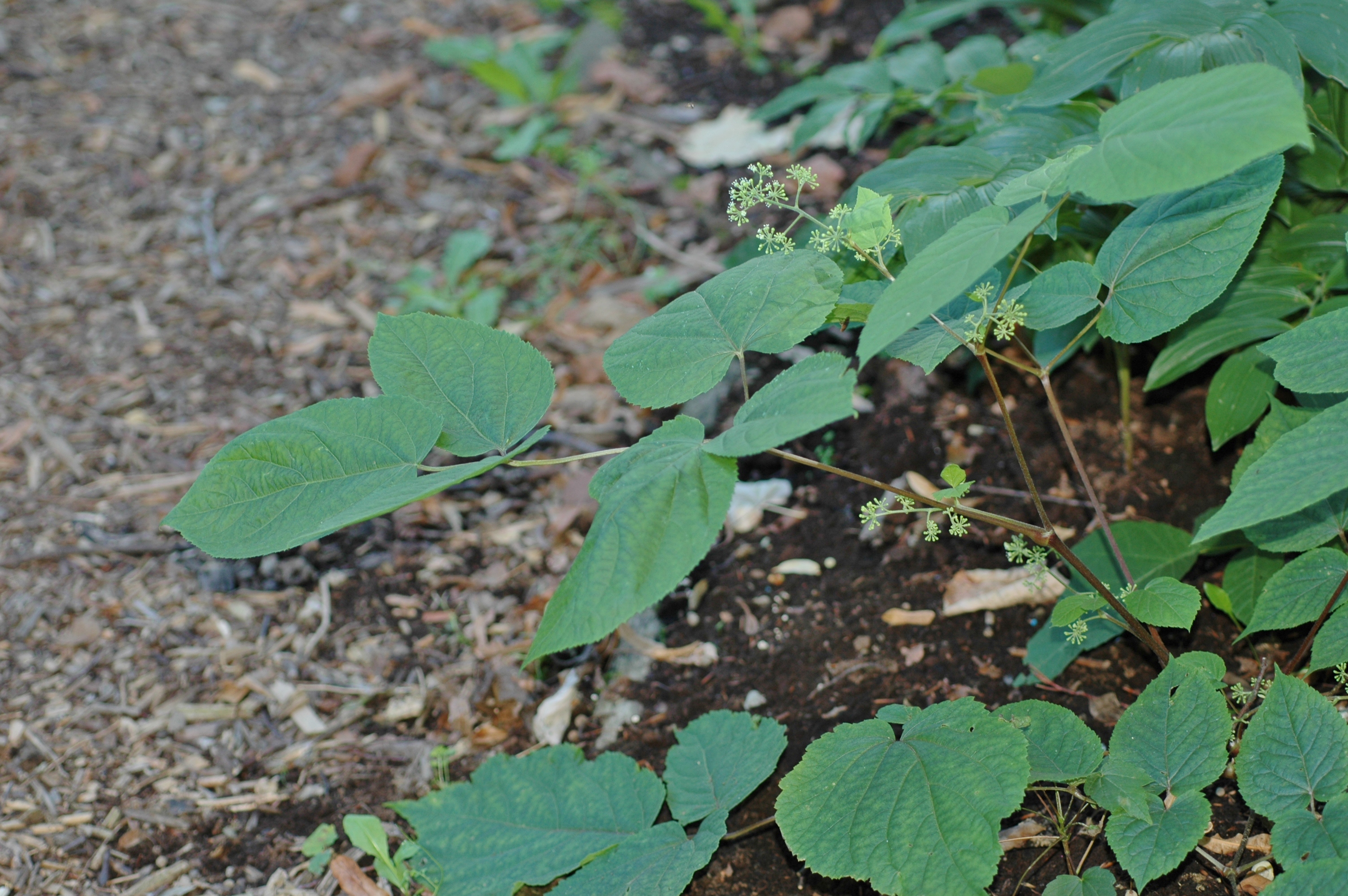 Araliaceae Panax ginseng