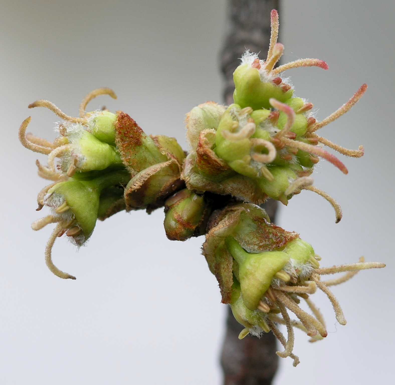 Aceraceae Acer saccharinum