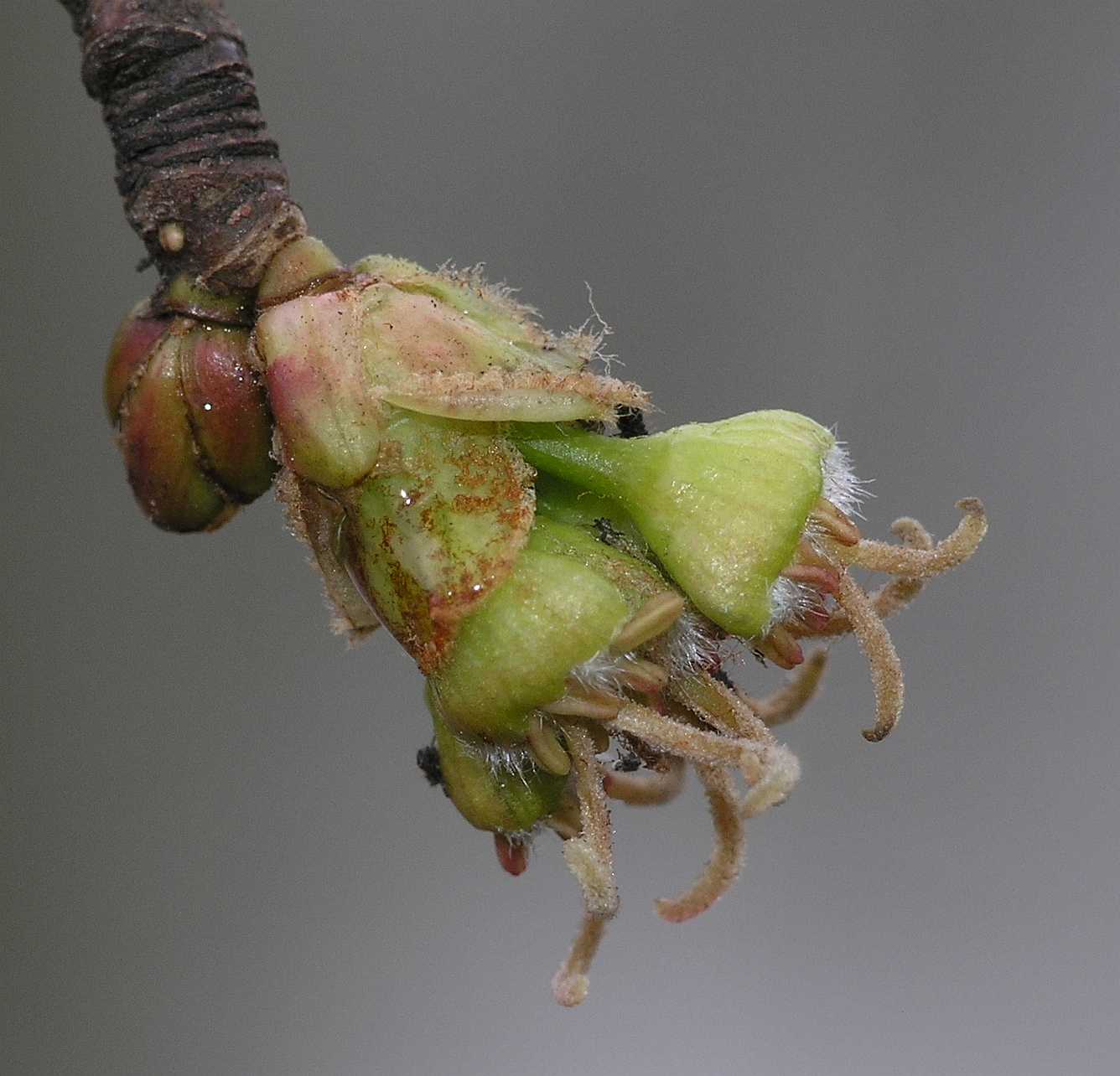 Aceraceae Acer saccharinum