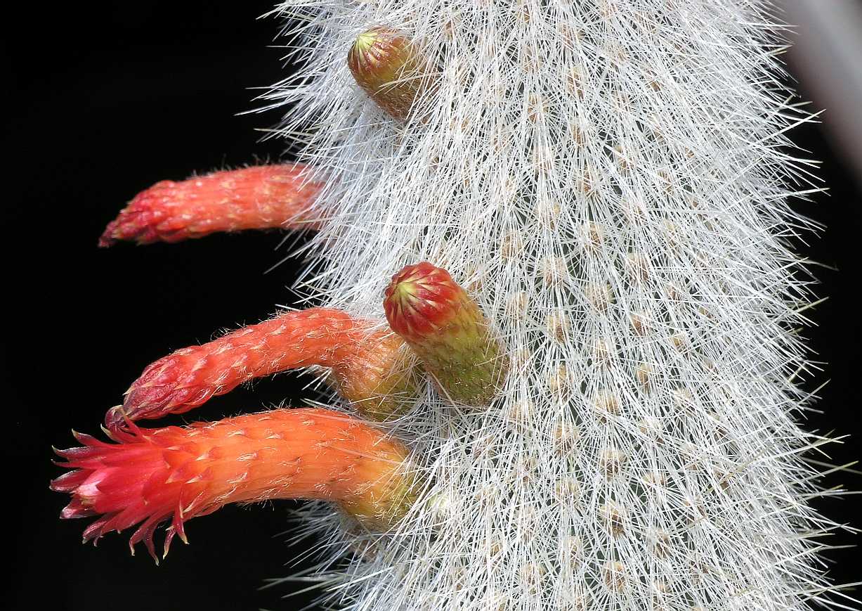 Cactaceae Cleistocactus 