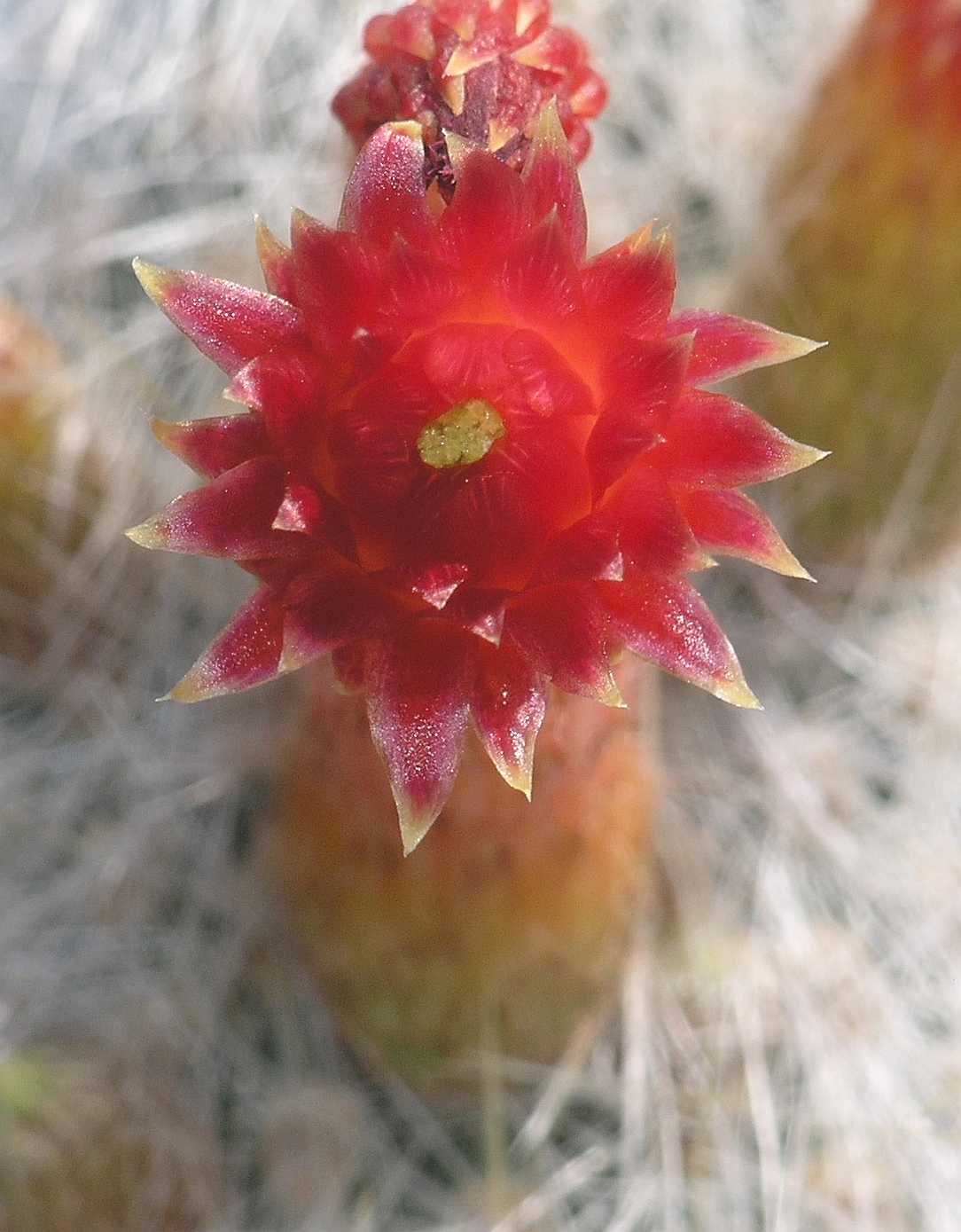 Cactaceae Cleistocactus 