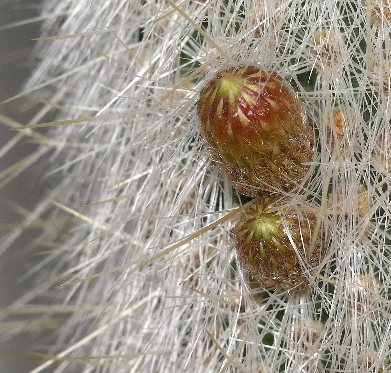 Cactaceae Cleistocactus 