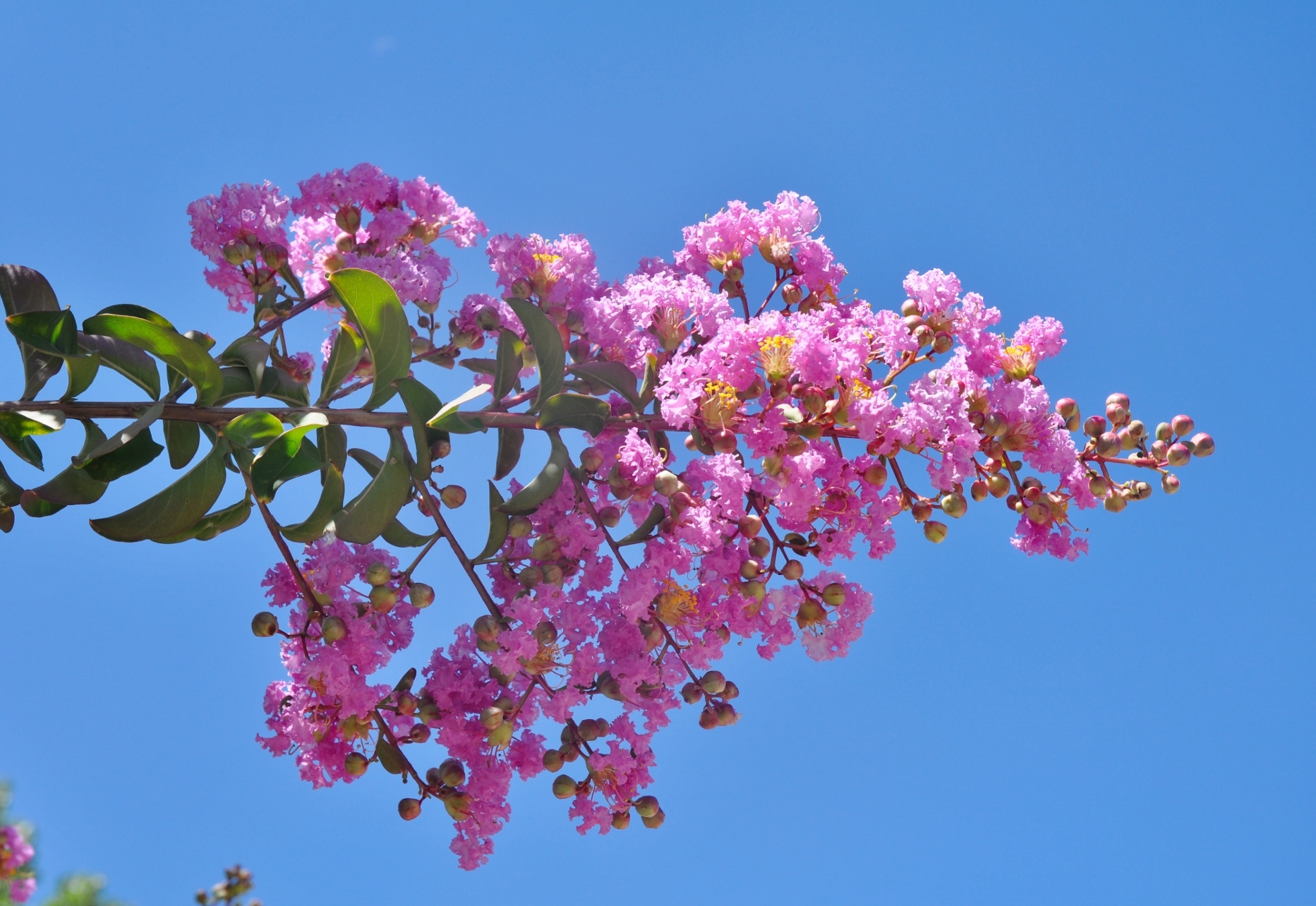 Lythraceae Lagerstroemia indica