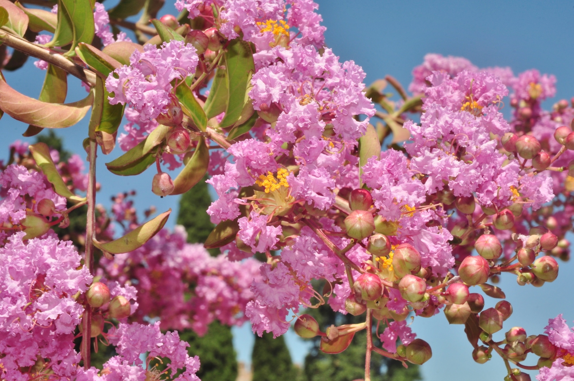 Lythraceae Lagerstroemia indica