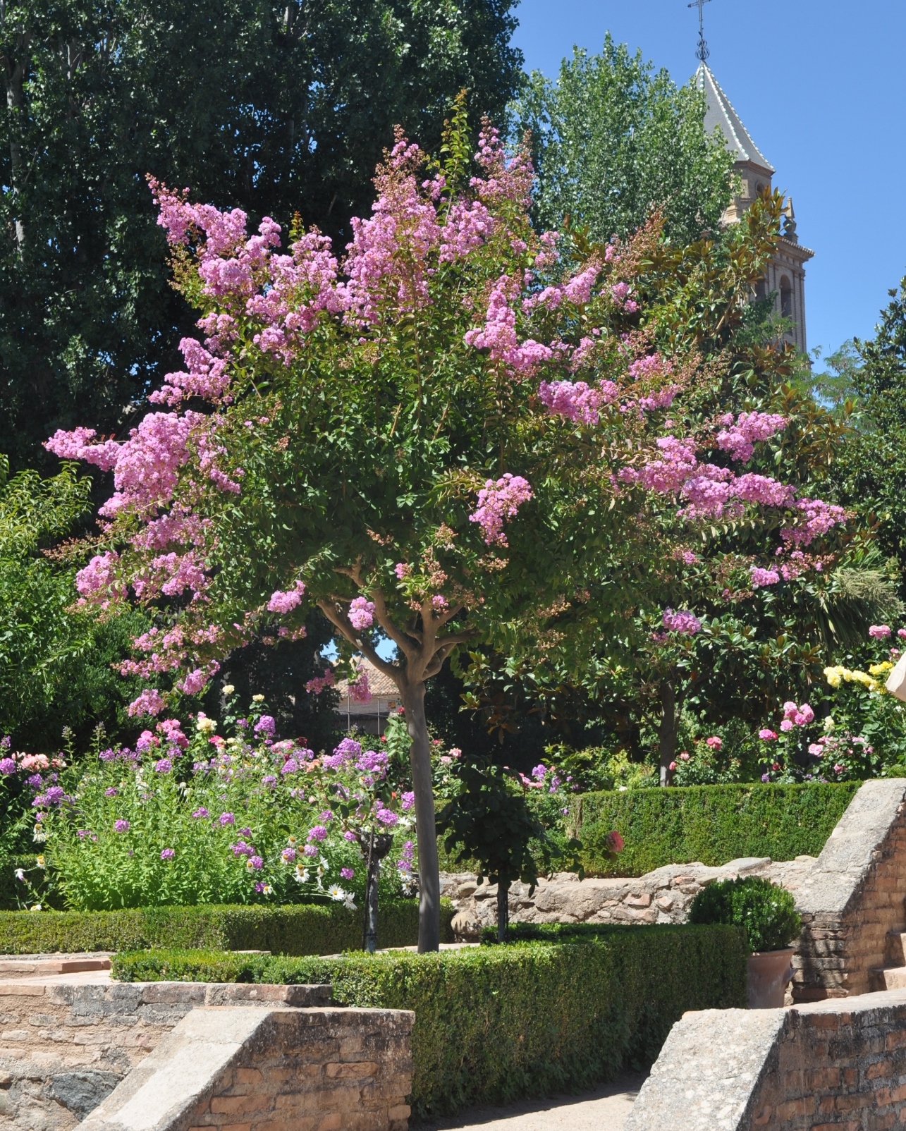 Lythraceae Lagerstroemia indica