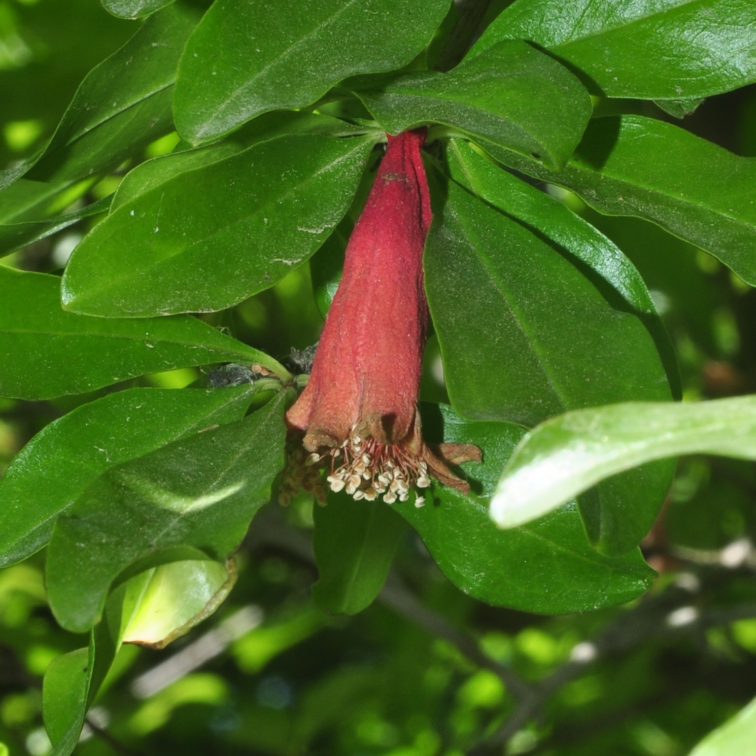 Lythraceae Punica granatum