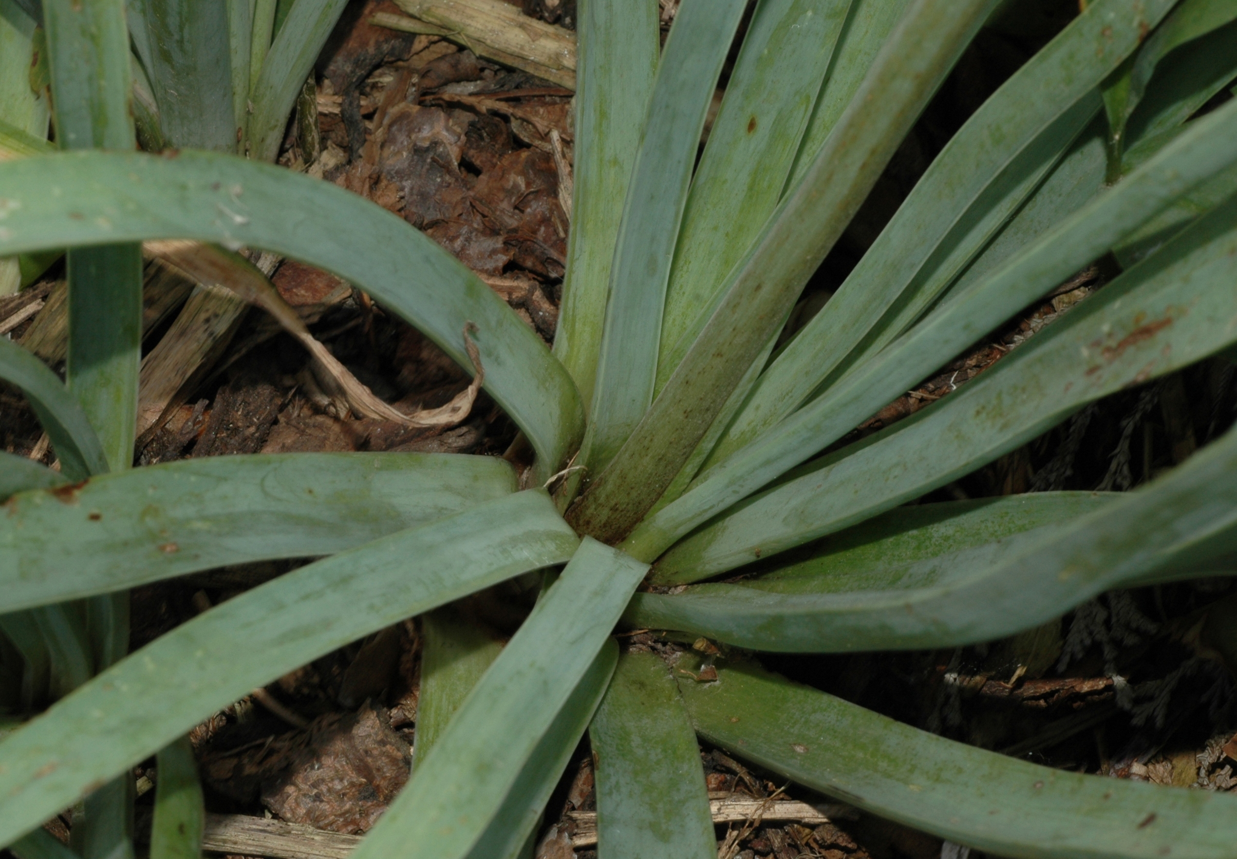 Asphodelaceae Eremurus 