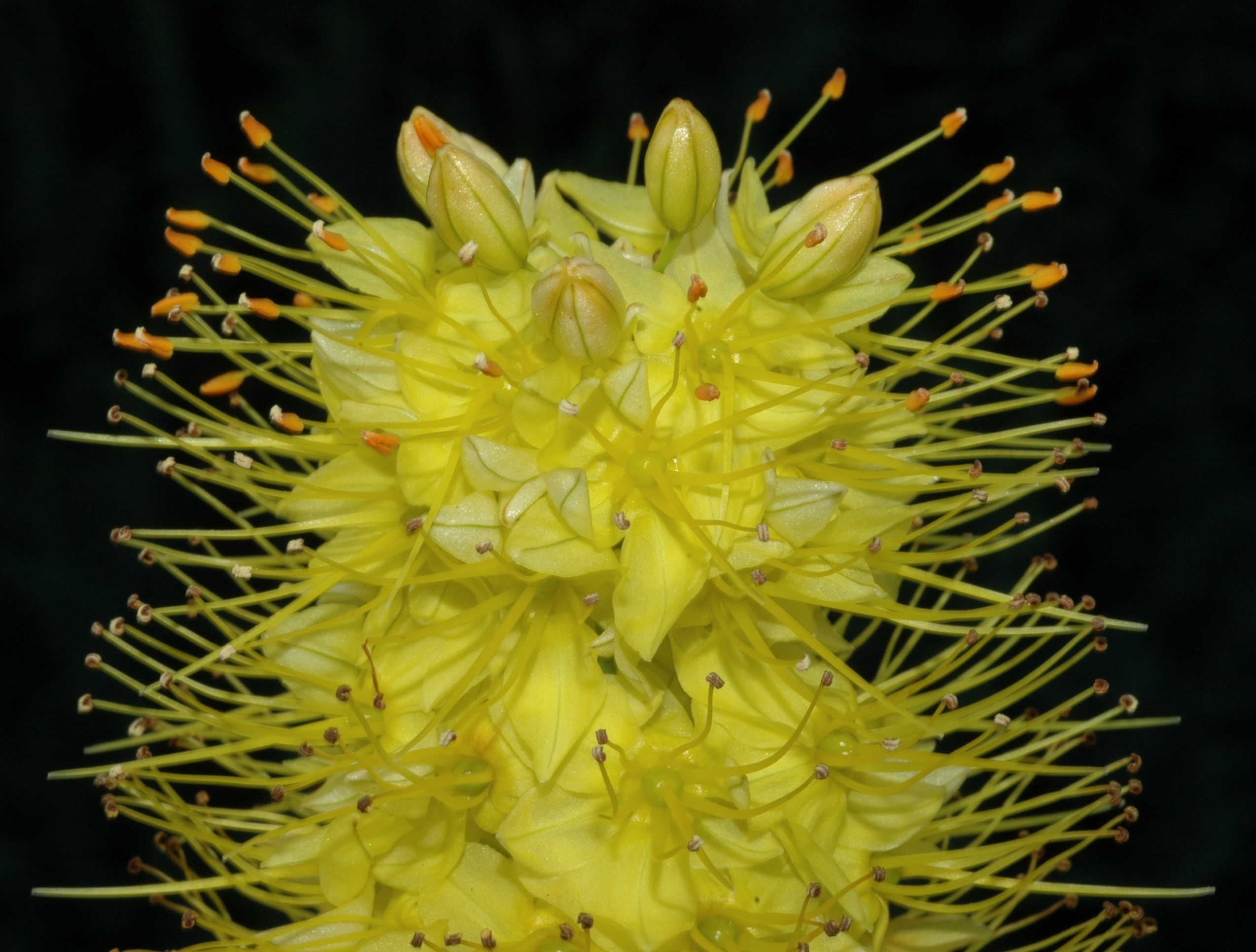 Asphodelaceae Eremurus 