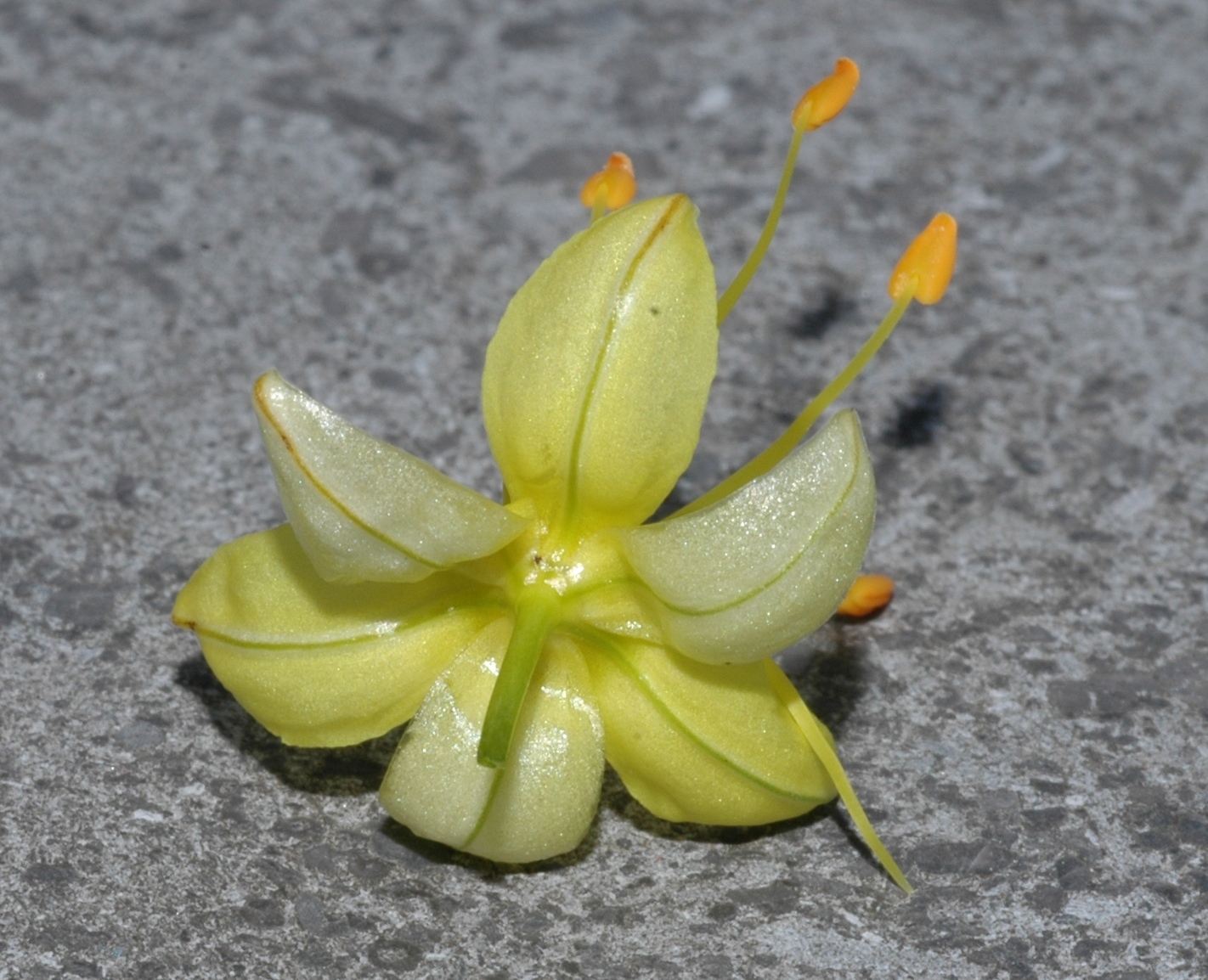 Asphodelaceae Eremurus 