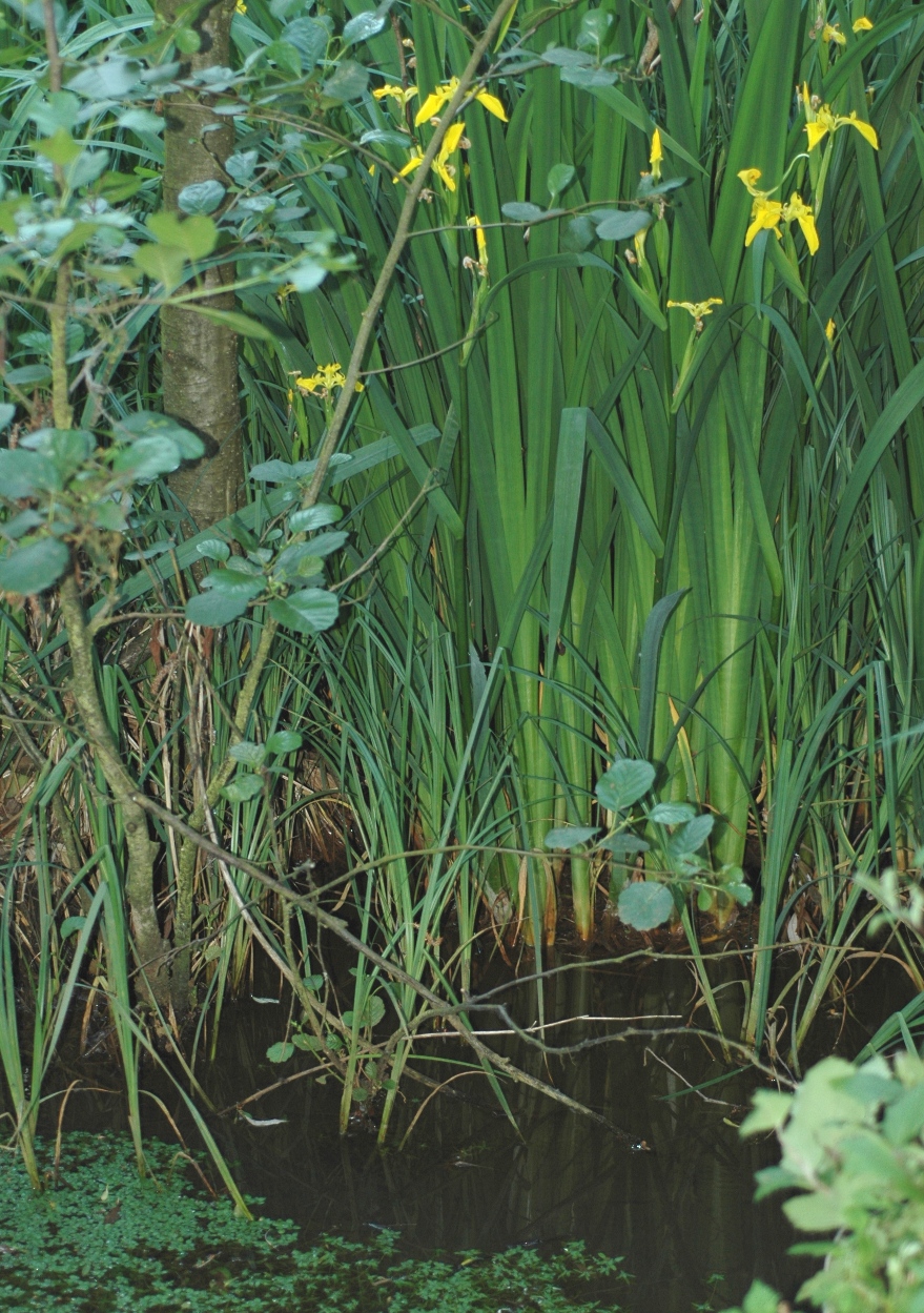 Iridaceae Iris pseudoacorus