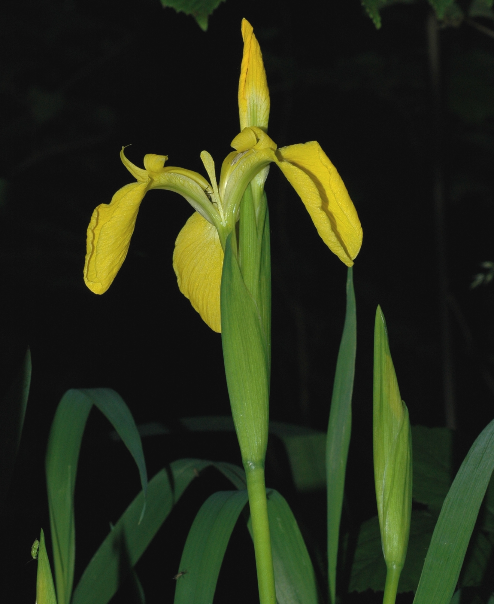 Iridaceae Iris pseudoacorus