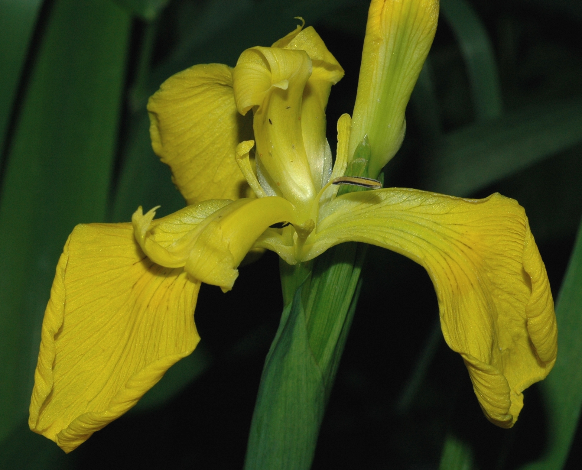 Iridaceae Iris pseudoacorus