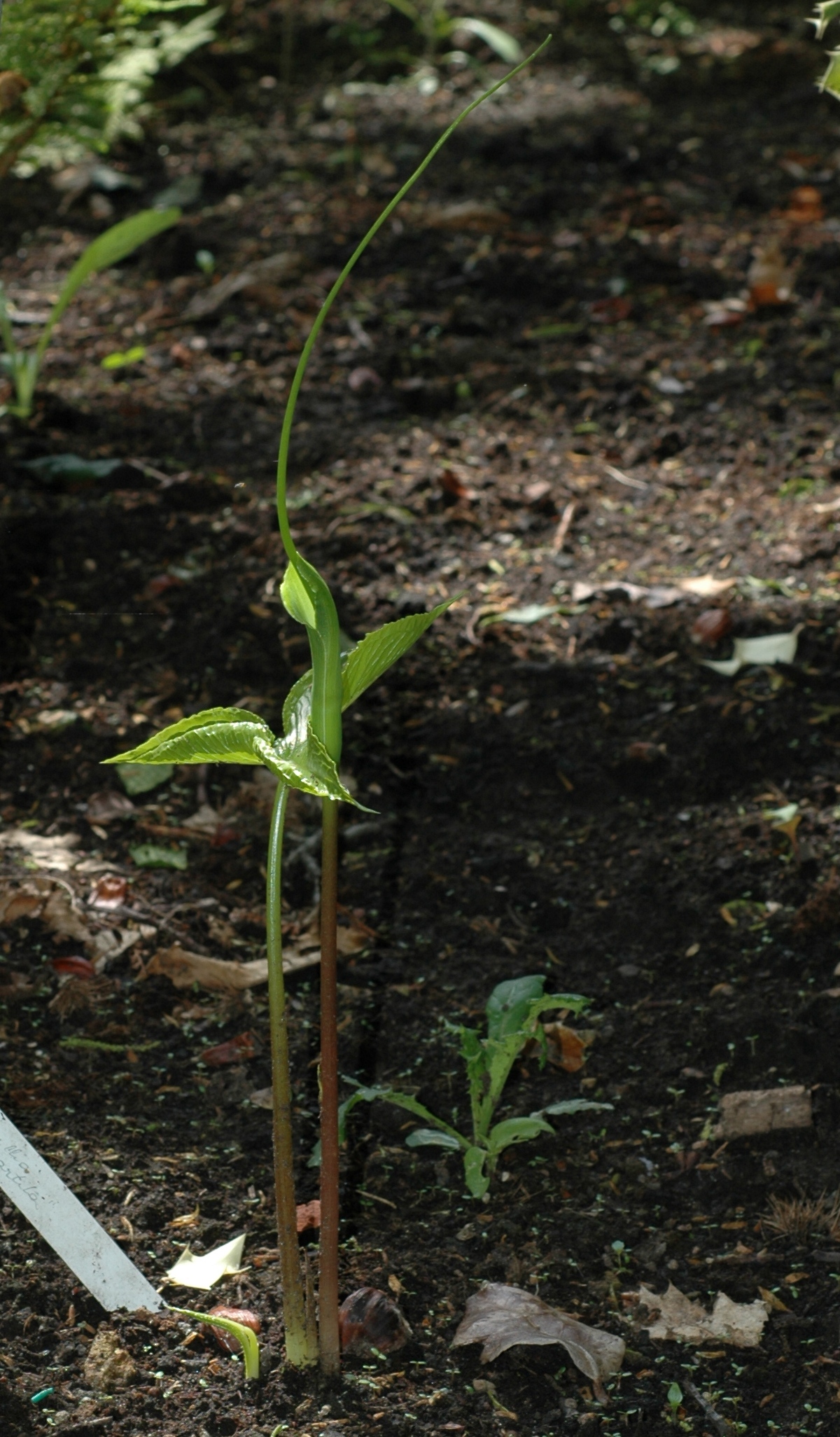 Araceae Pinellia tripartita