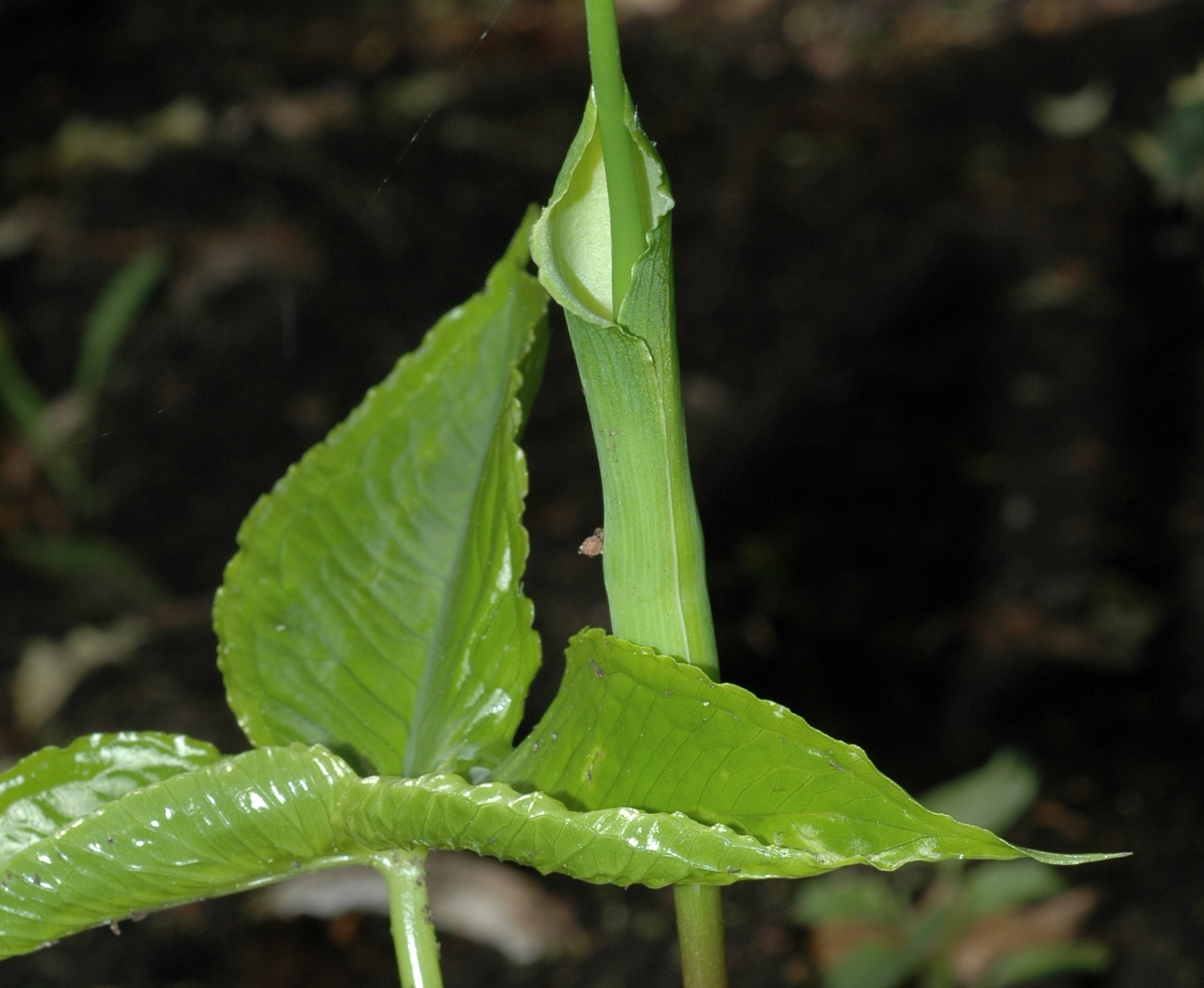 Araceae Pinellia tripartita