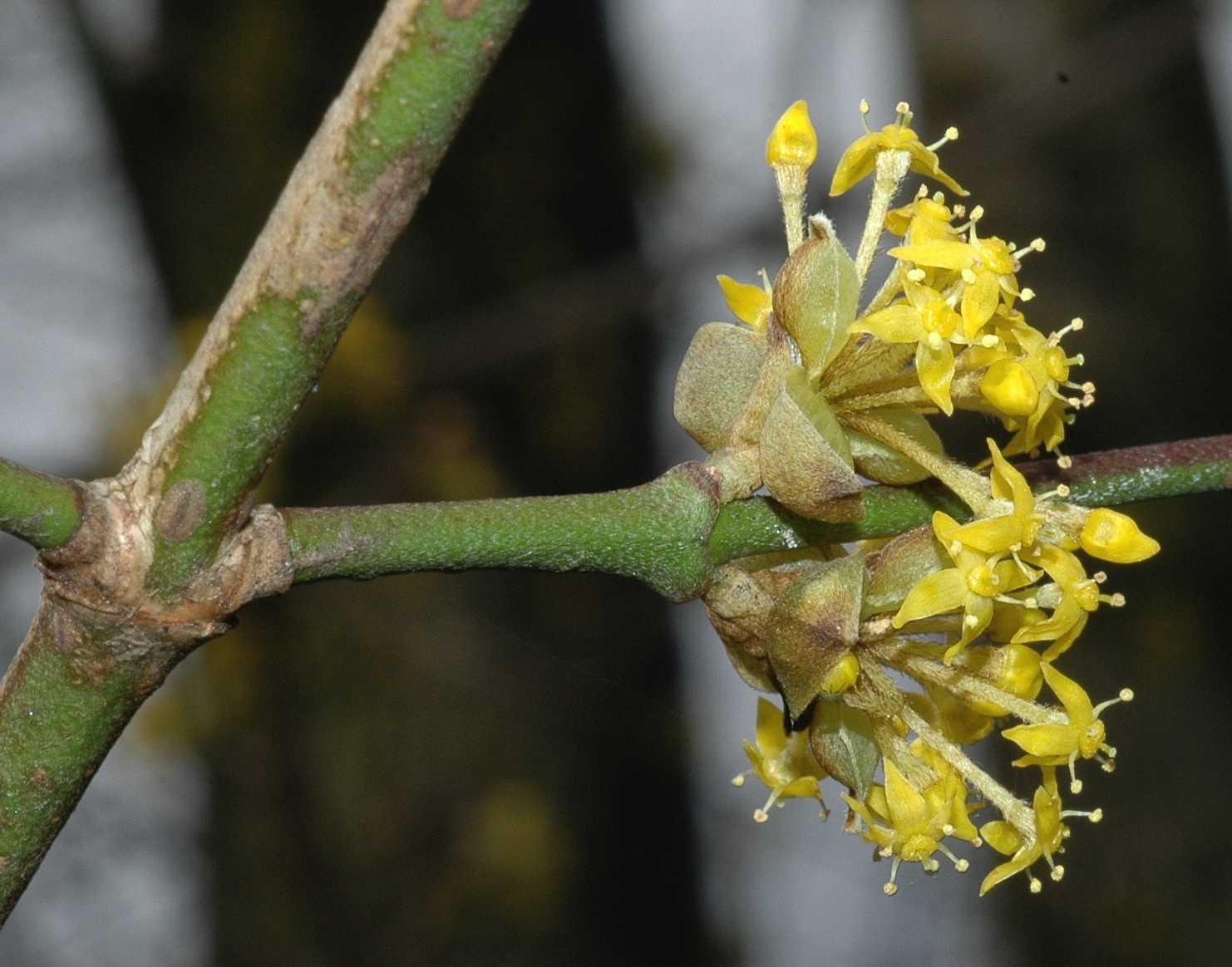 Cornaceae Cornus mas