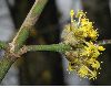 image of Cornus mas