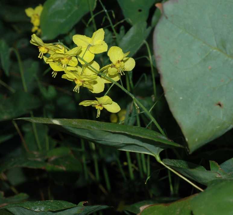 Berberidaceae Epimedium pinnatum