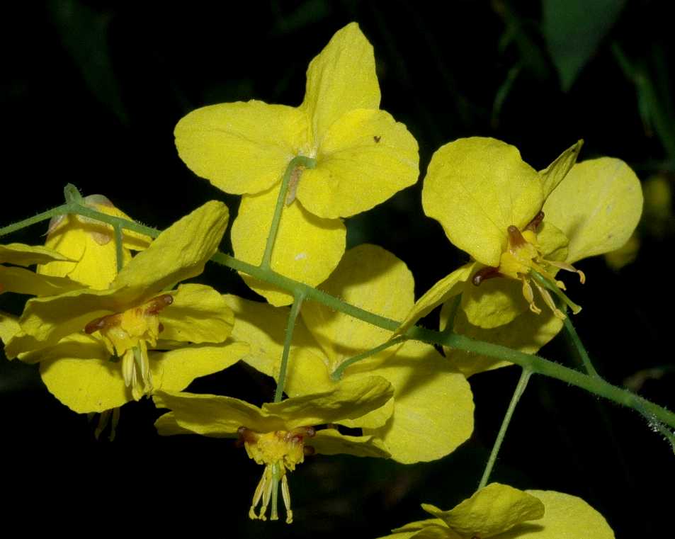 Berberidaceae Epimedium pinnatum