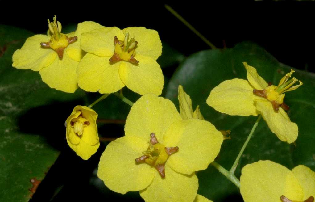 Berberidaceae Epimedium pinnatum