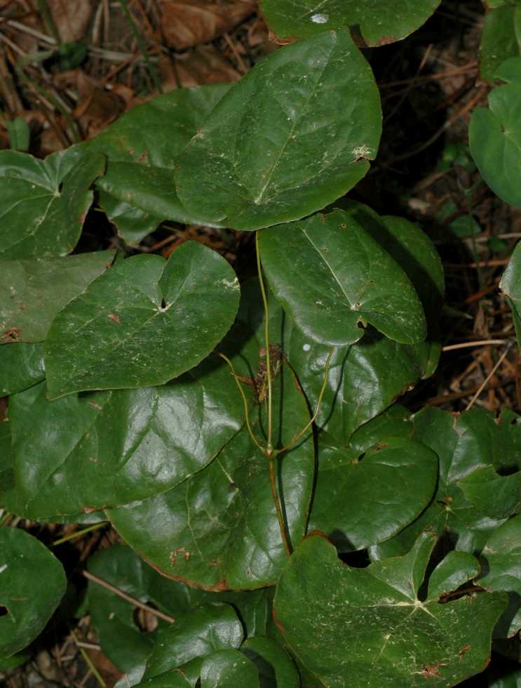 Berberidaceae Epimedium pinnatum