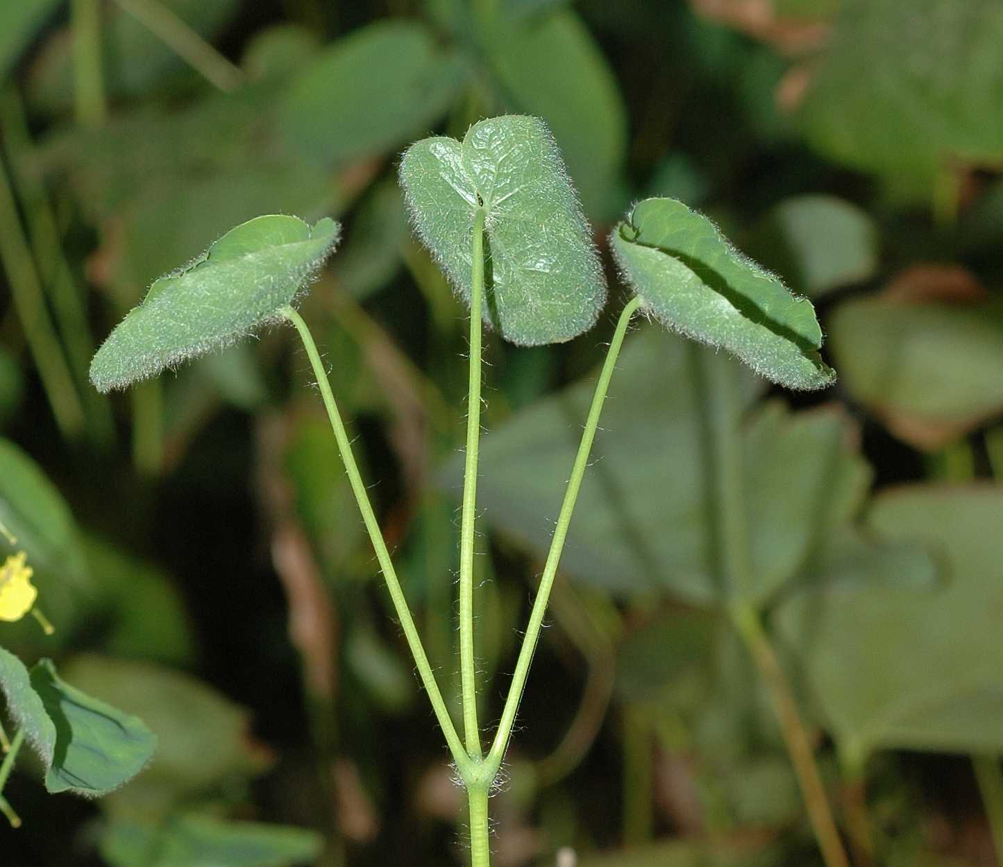 Berberidaceae Epimedium pinnatum