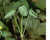 image of Epimedium pinnatum