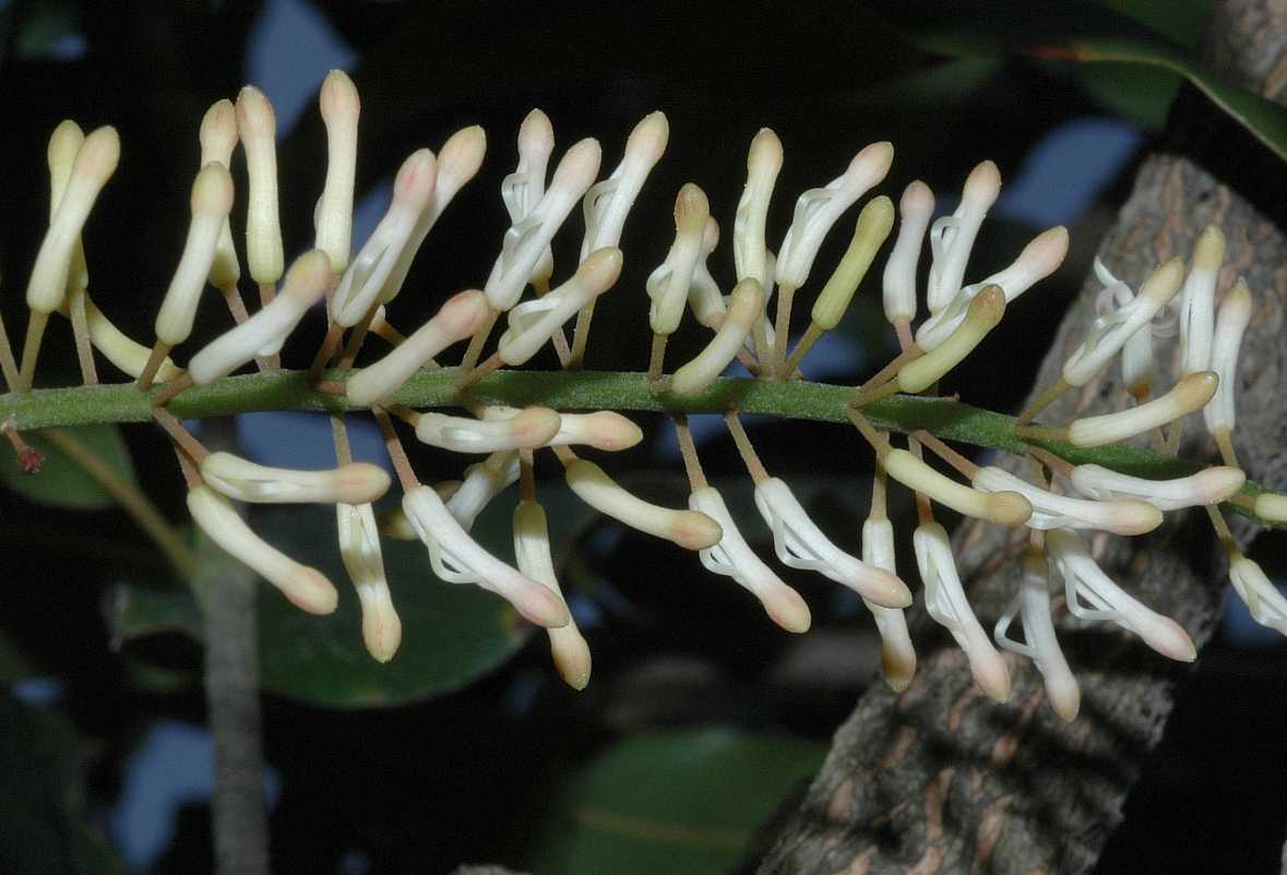 Proteaceae Macadamia integrifolia