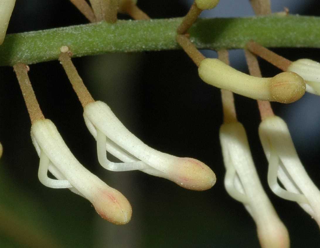 Proteaceae Macadamia integrifolia