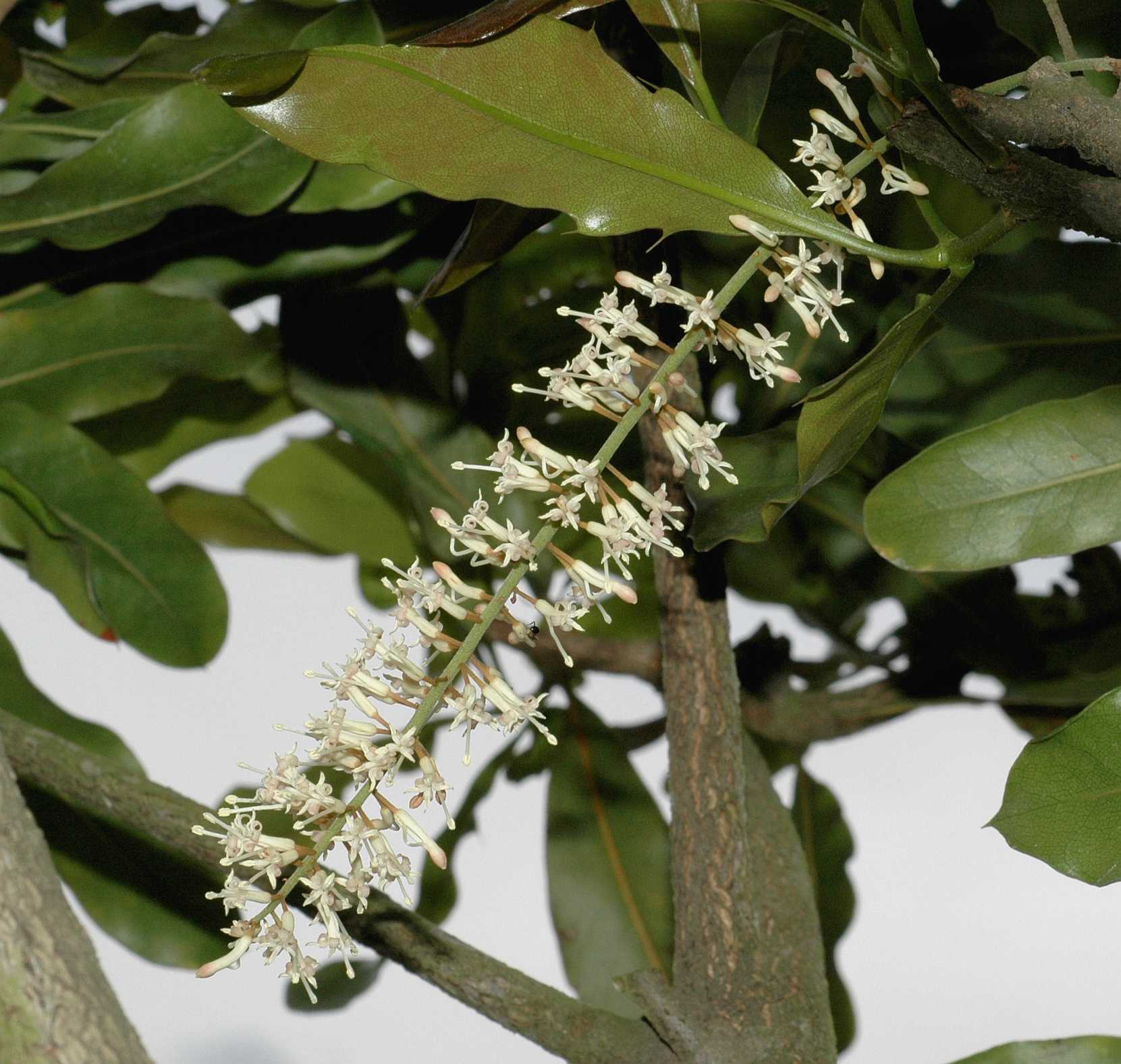 Proteaceae Macadamia integrifolia