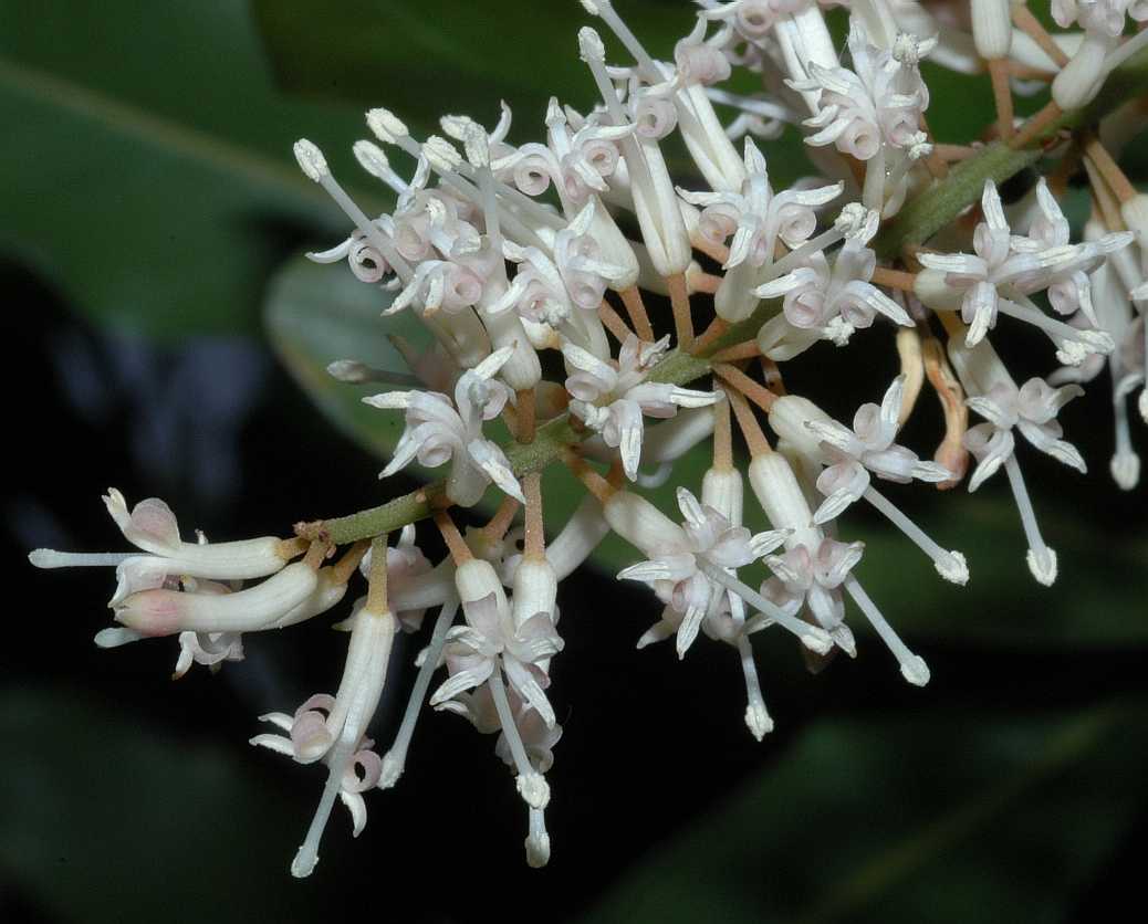 Proteaceae Macadamia integrifolia