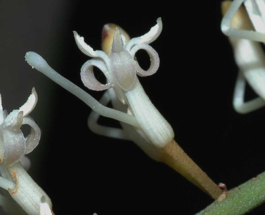 Proteaceae Macadamia integrifolia