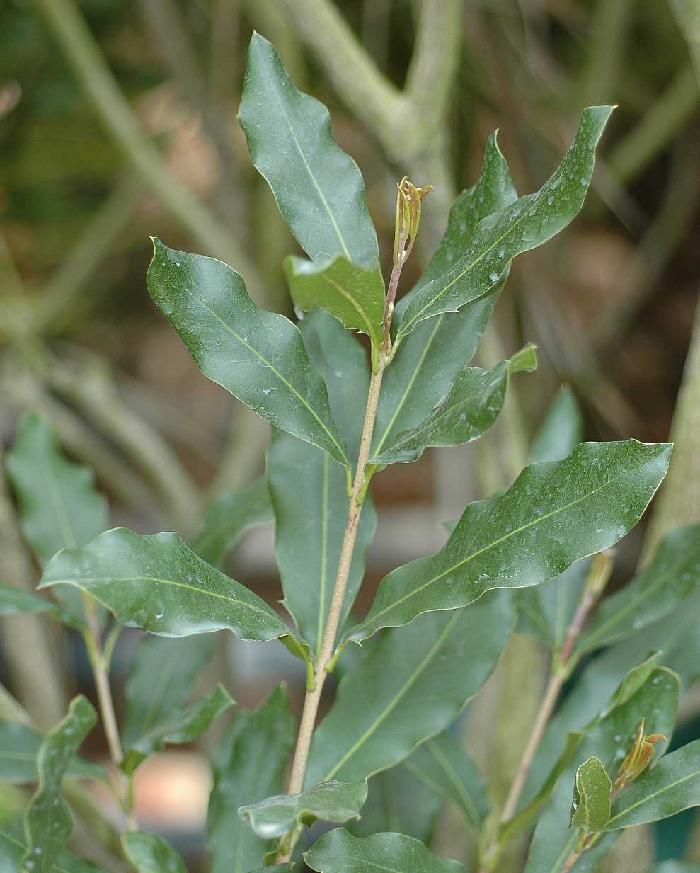 Proteaceae Macadamia integrifolia