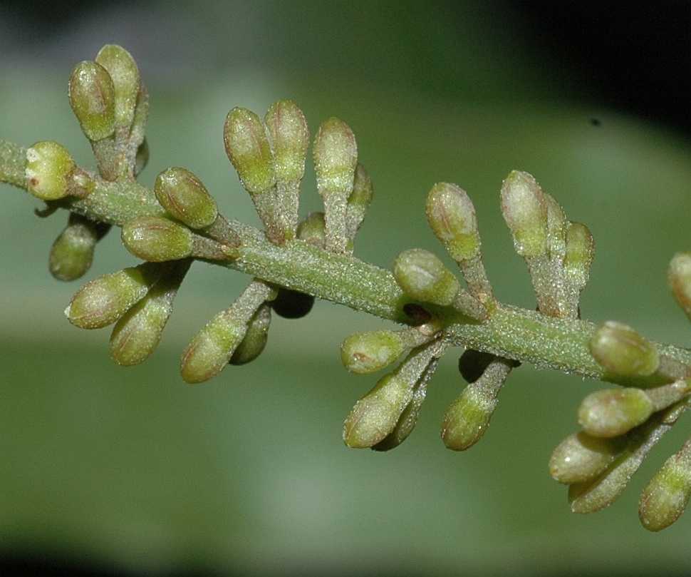 Proteaceae Macadamia integrifolia