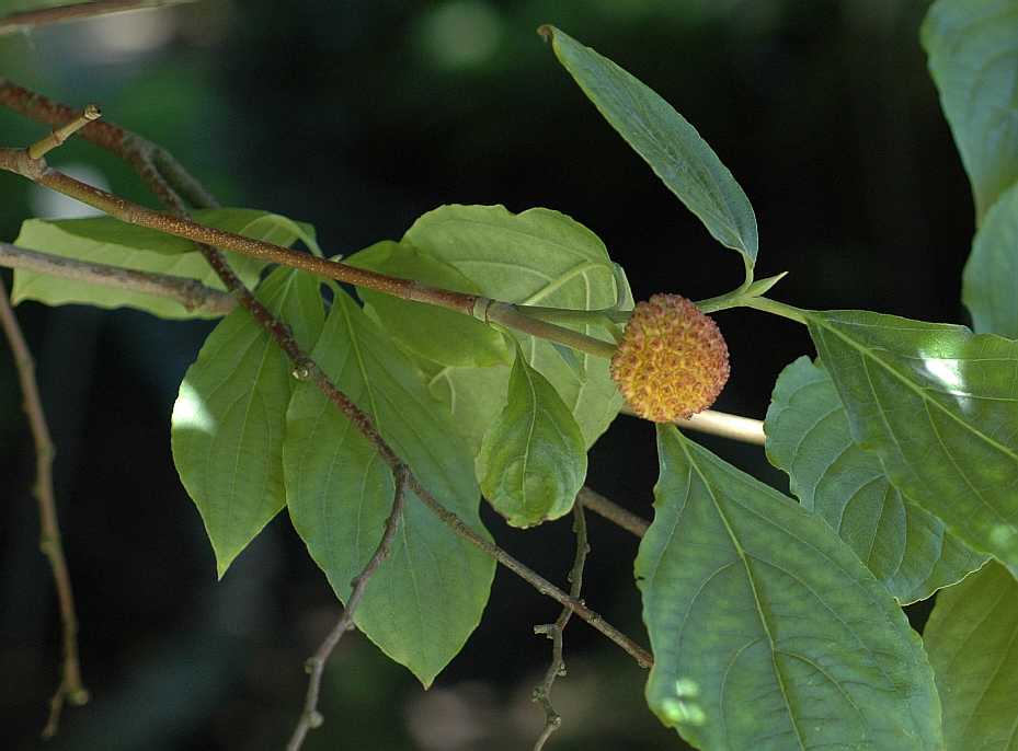 Cornaceae Cornus nuttallii