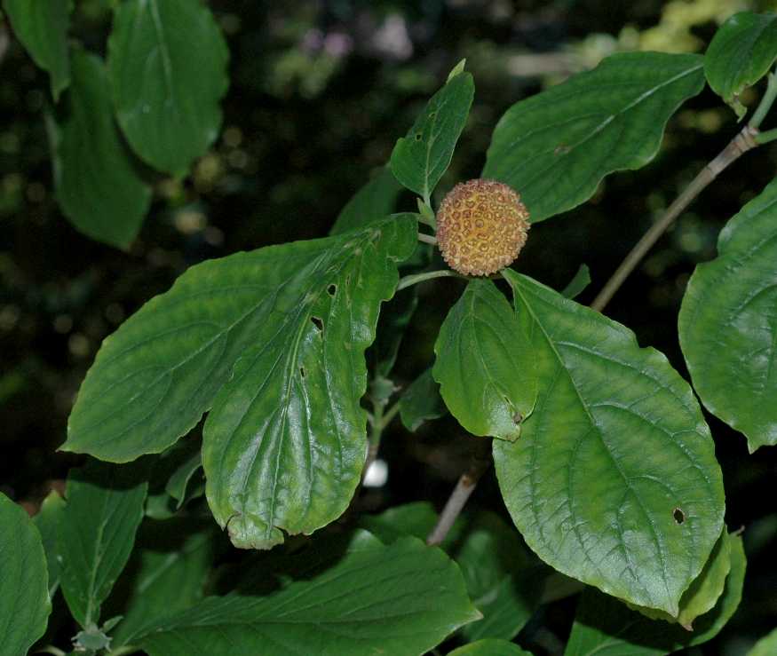 Cornaceae Cornus nuttallii
