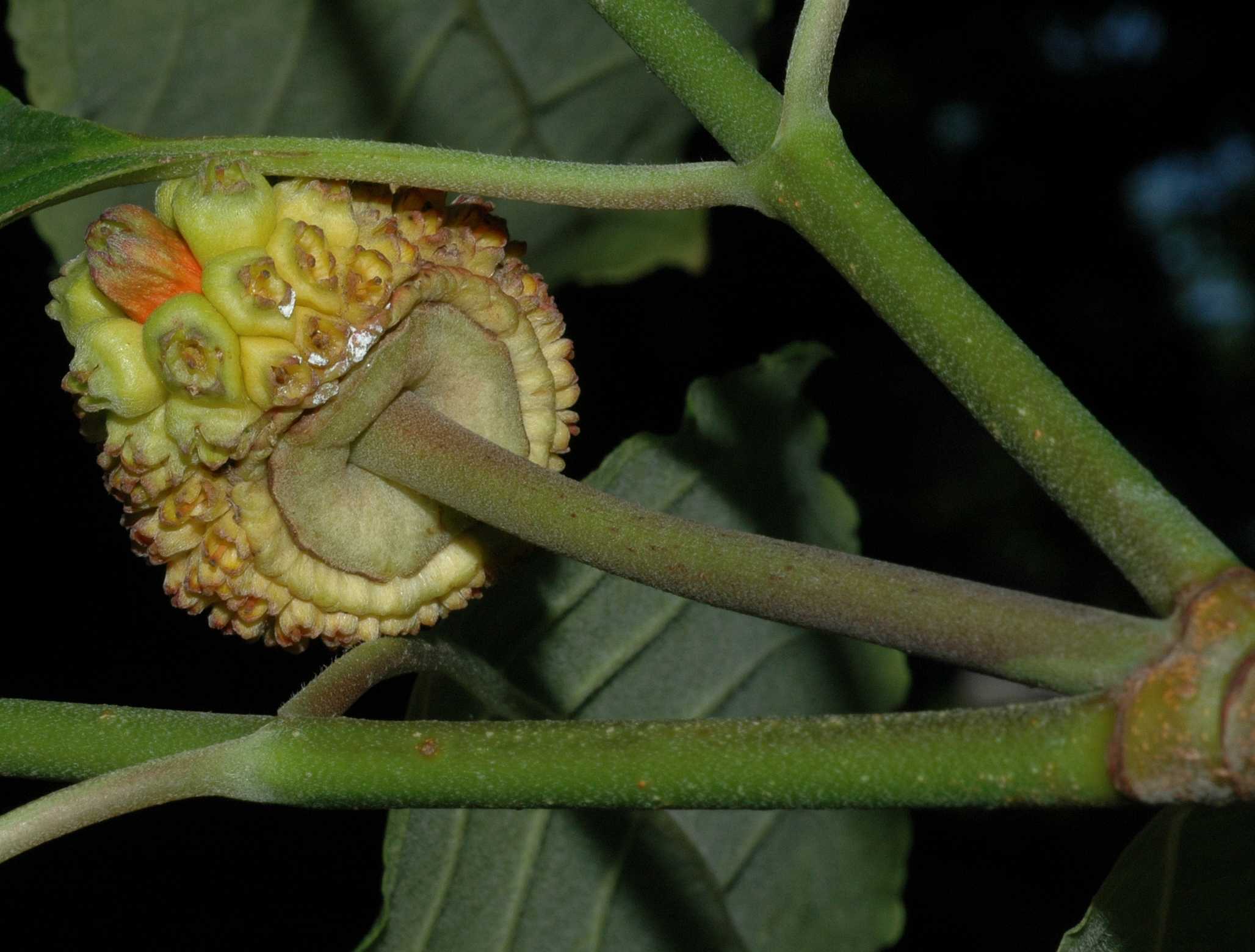 Cornaceae Cornus nuttallii