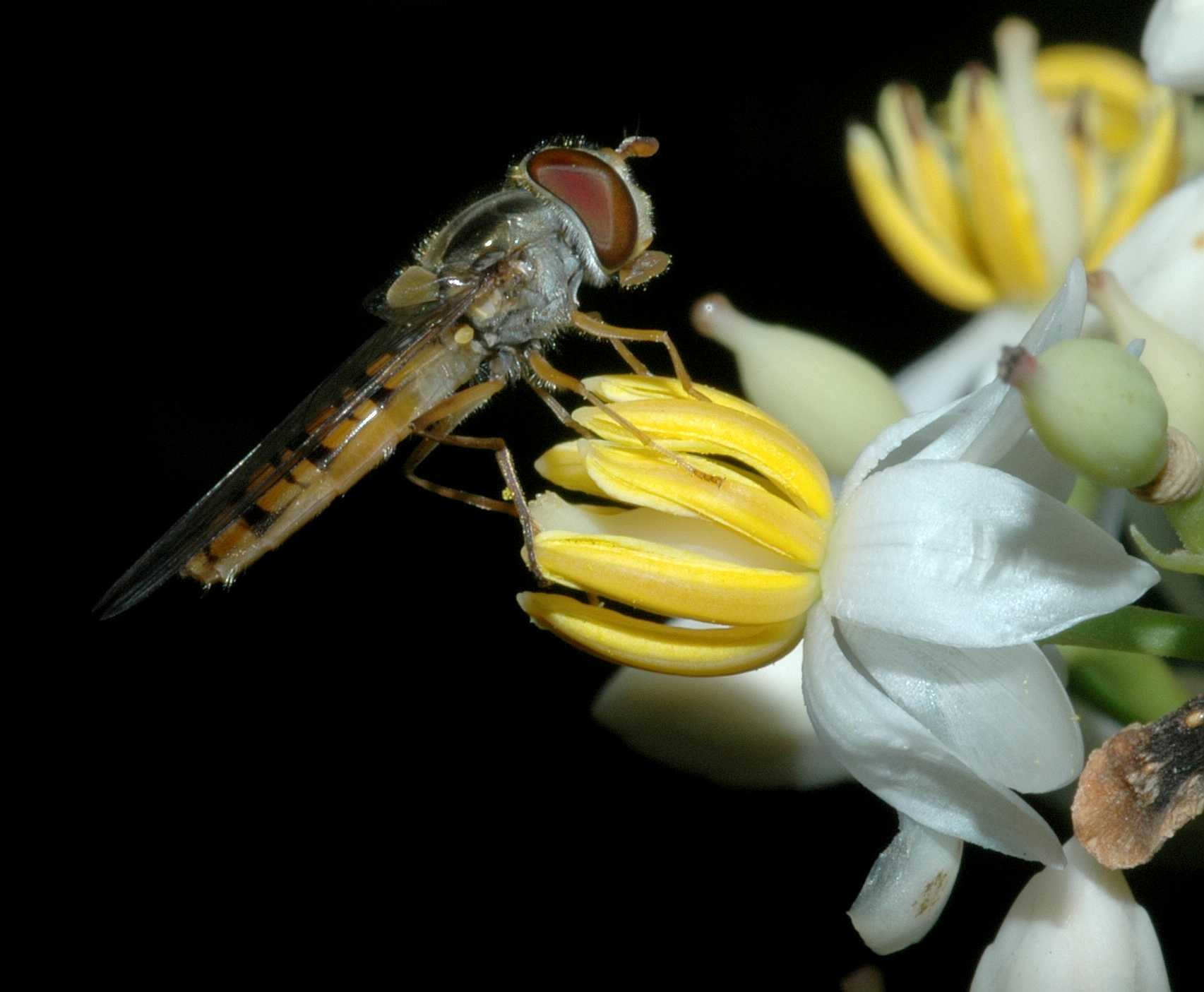 Syrphidae Episyrphus balteatus