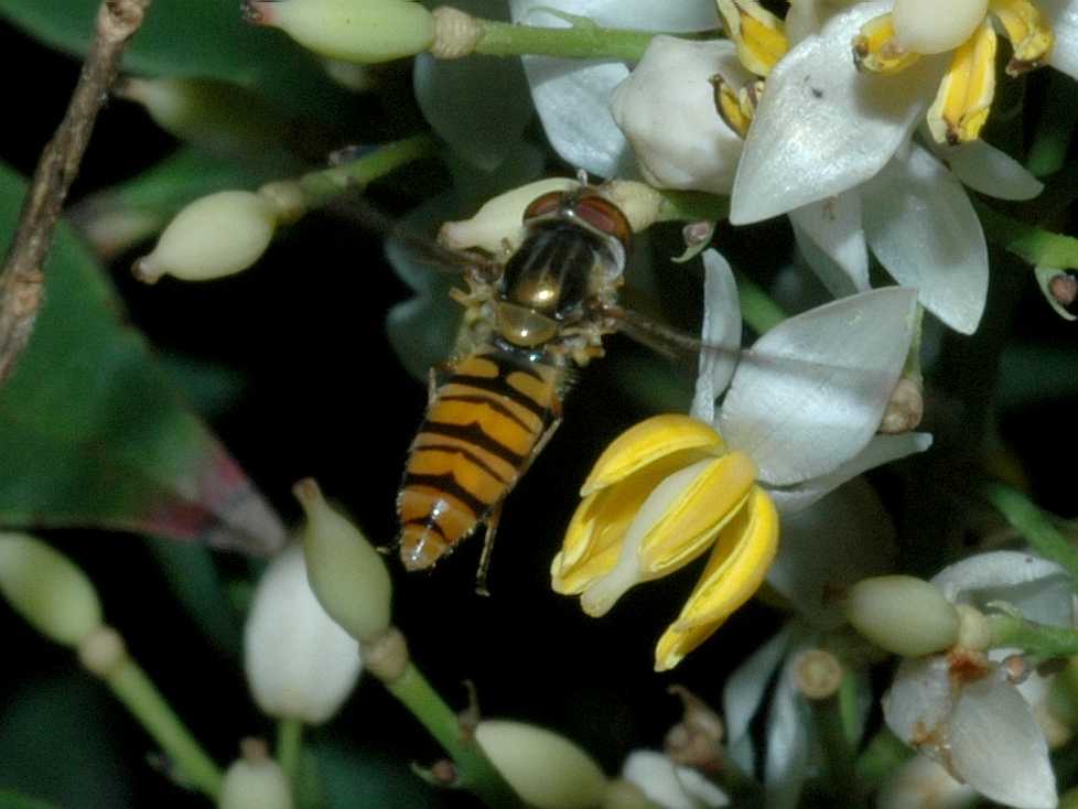 Syrphidae Episyrphus balteatus