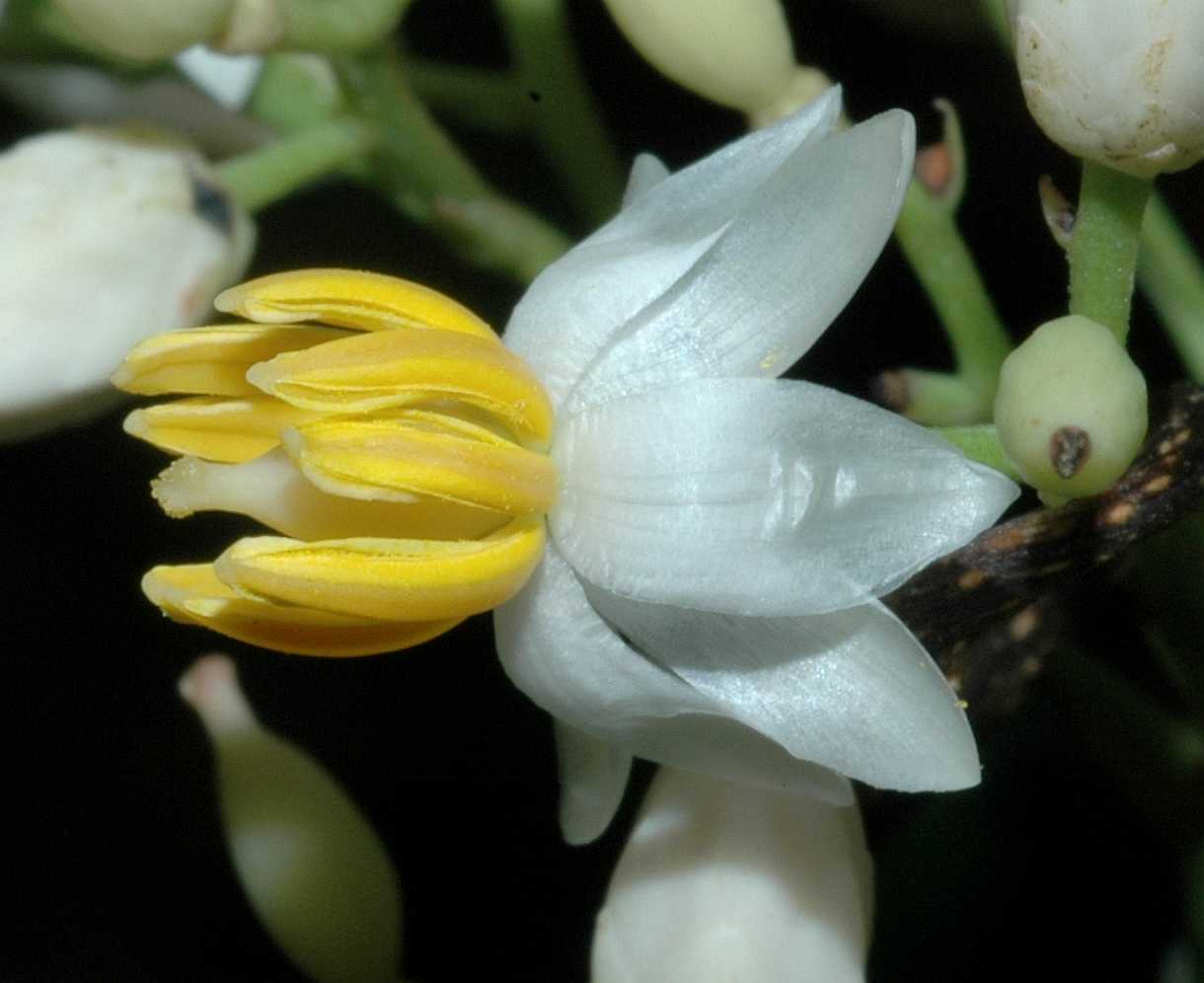 Berberidaceae Nandina domestica