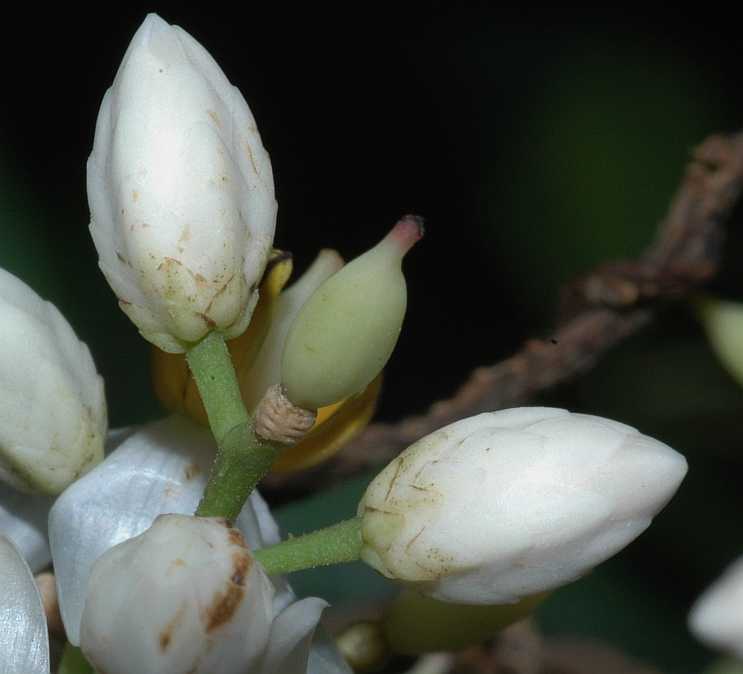 Berberidaceae Nandina domestica