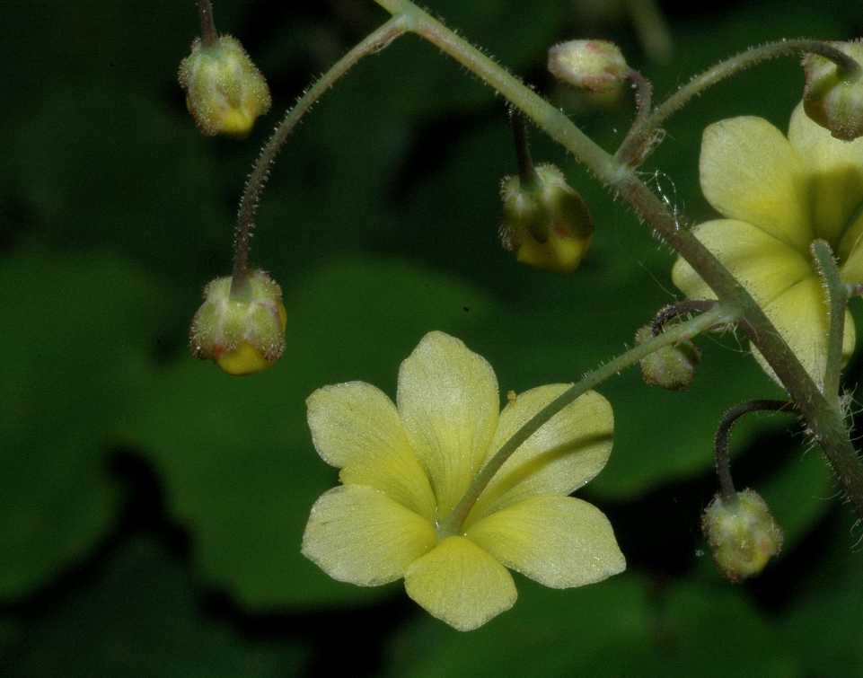 Berberidaceae Vancouveria chrysantha