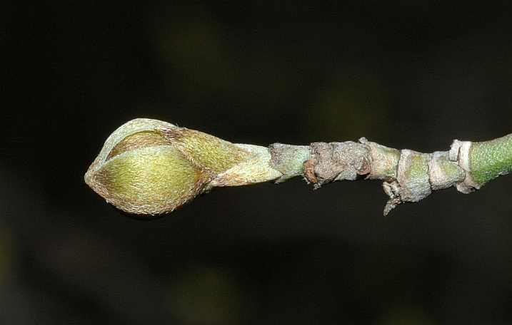 Cornaceae Cornus officinalis