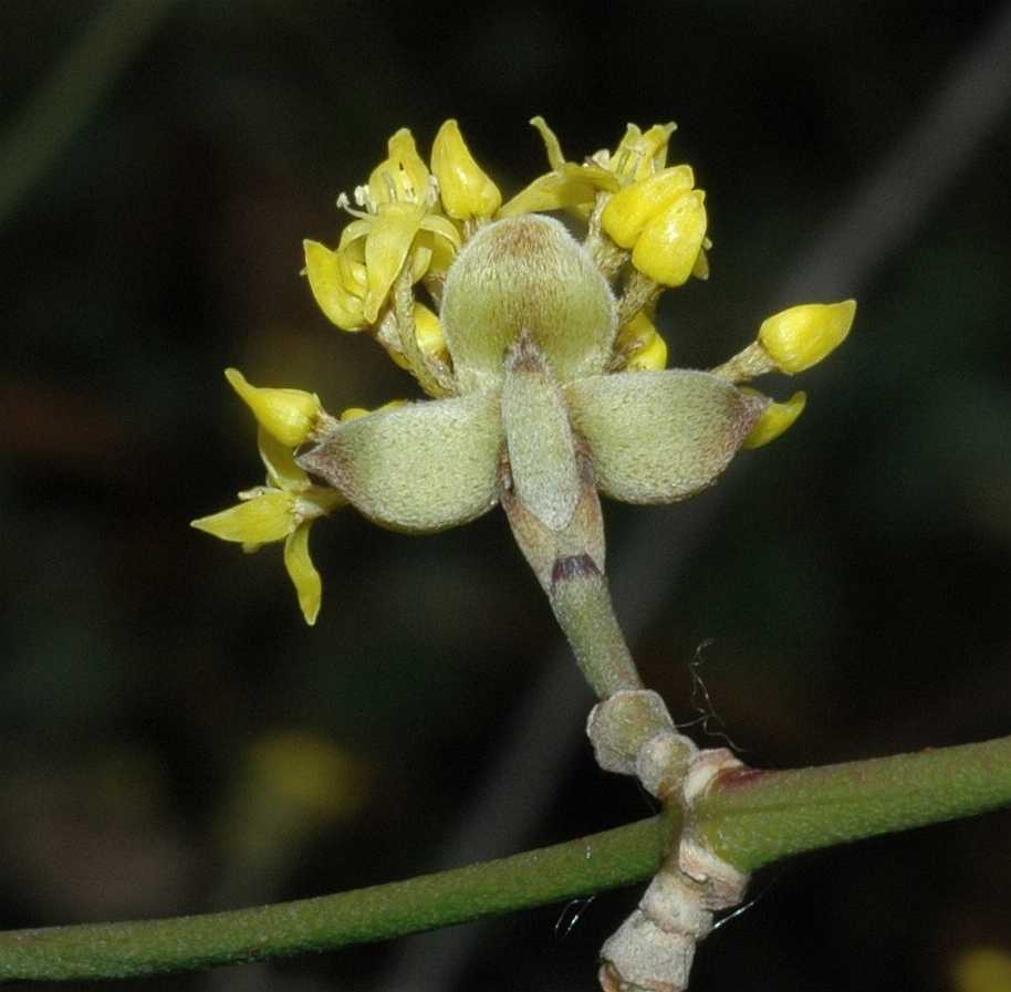 Cornaceae Cornus officinalis