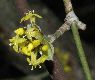 image of Cornus officinalis