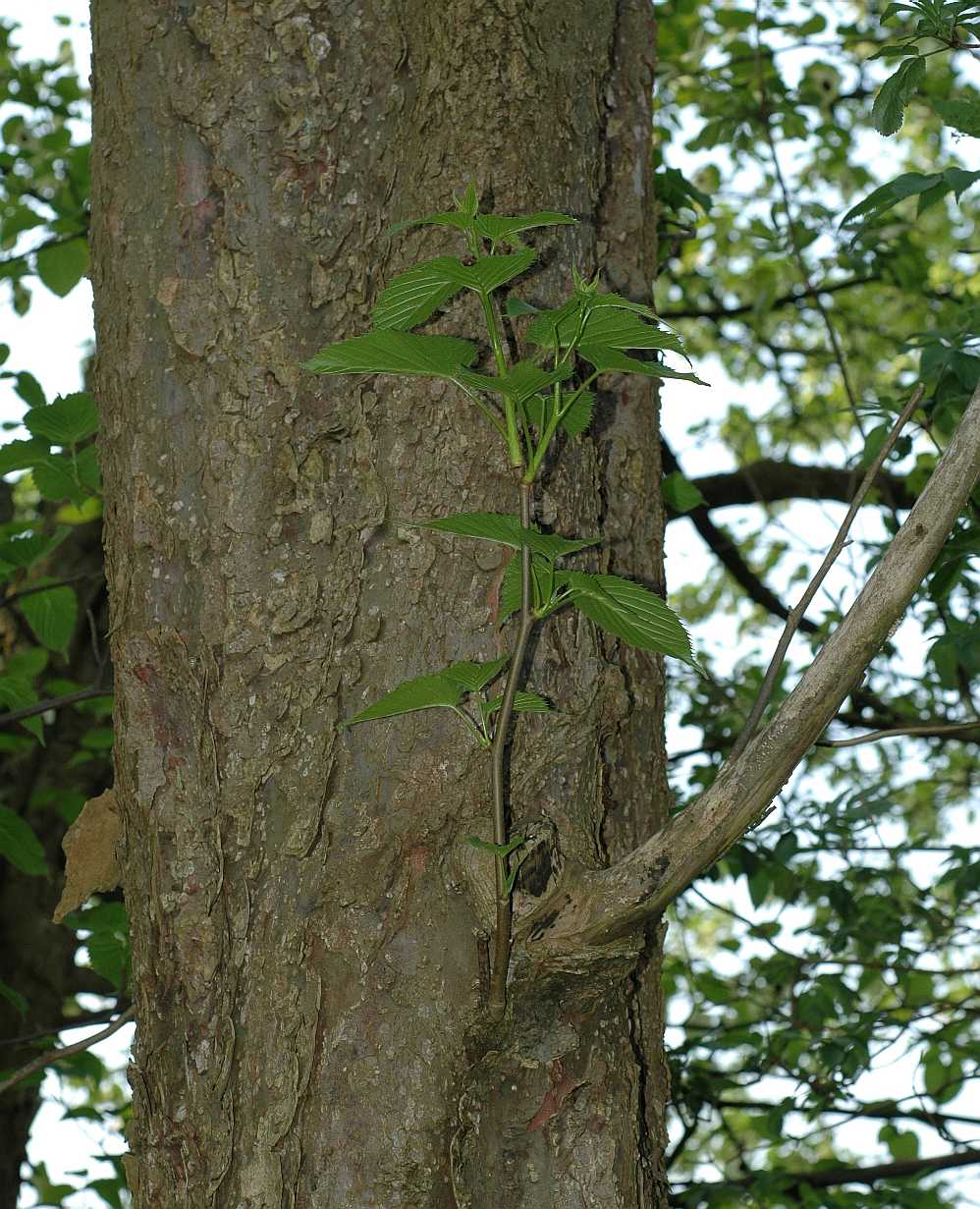 Cornaceae Davidia involucrata