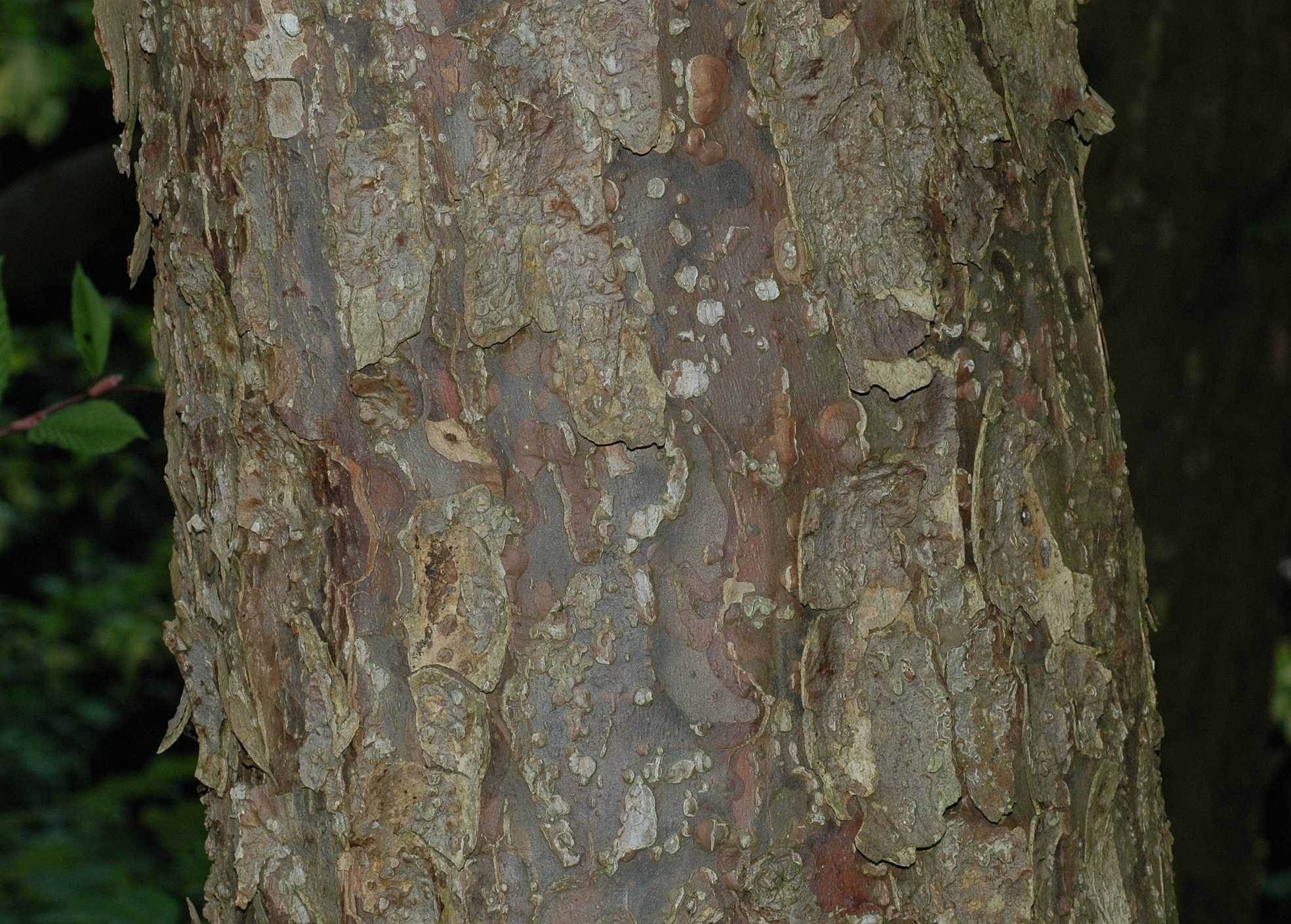 Cornaceae Davidia involucrata