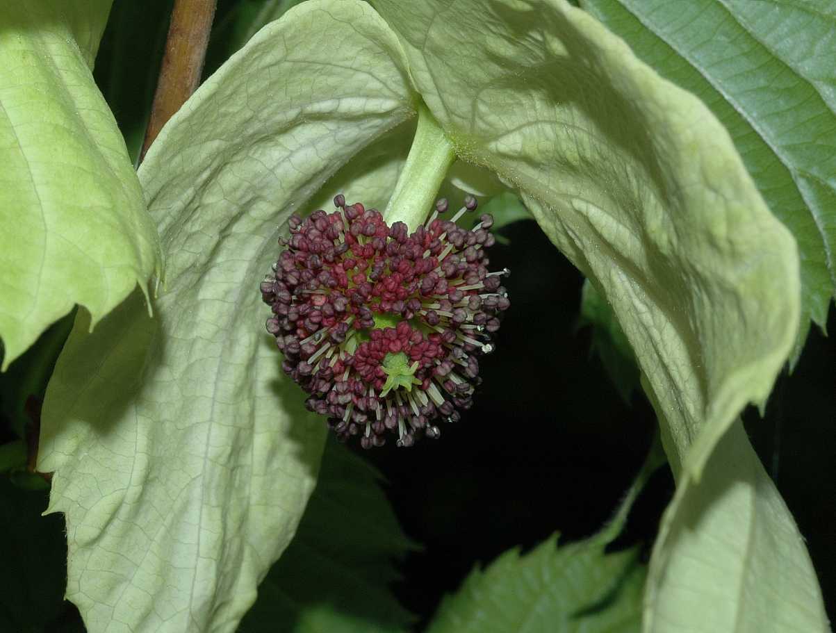 Cornaceae Davidia involucrata