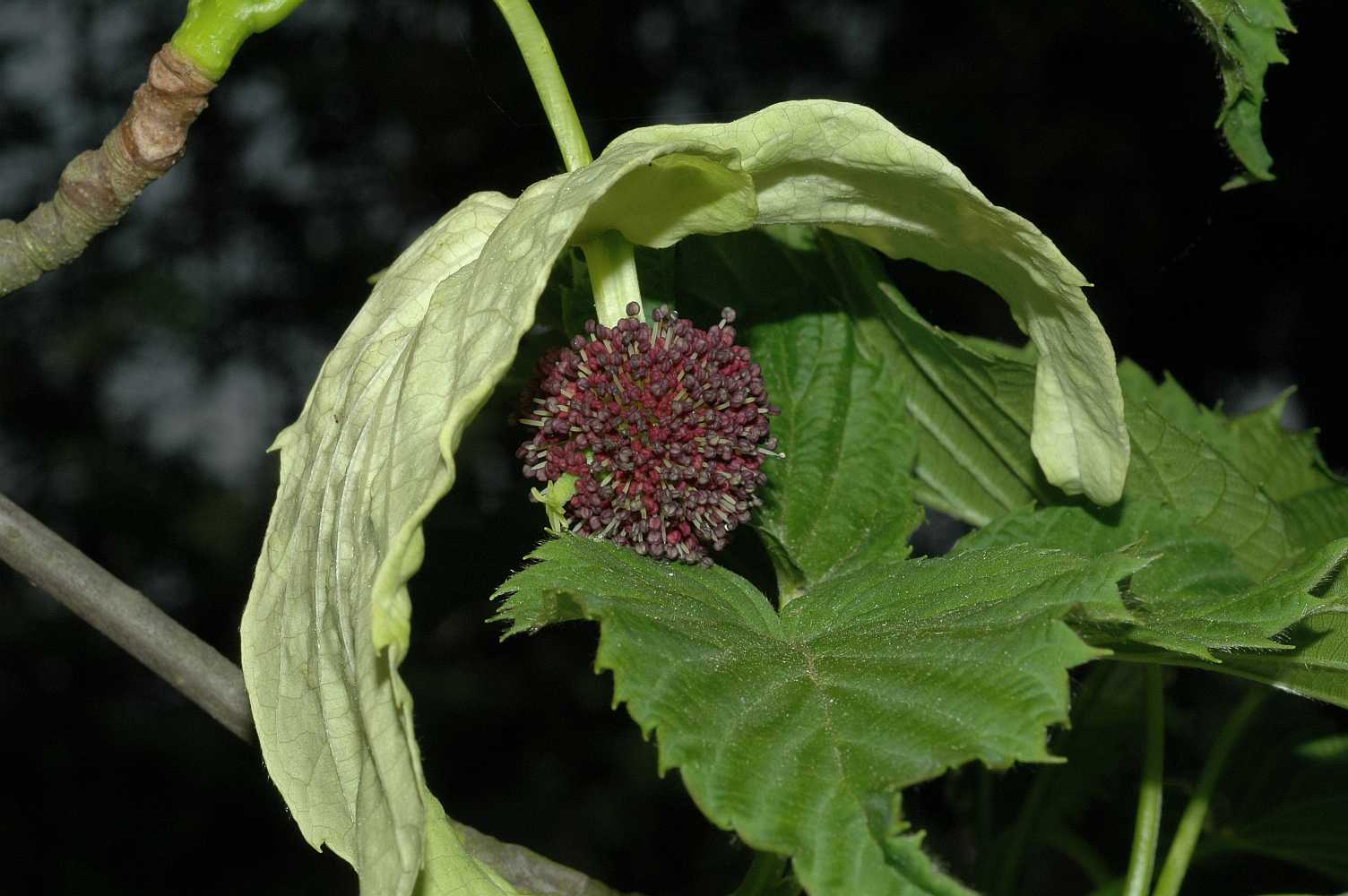 Cornaceae Davidia involucrata