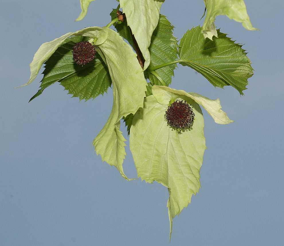 Cornaceae Davidia involucrata