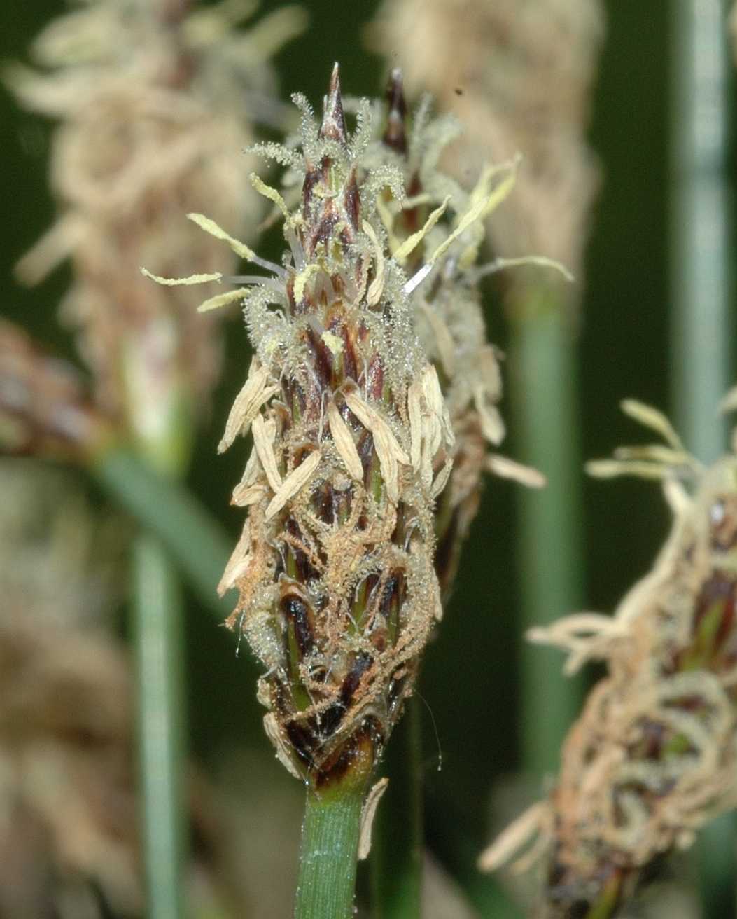 Cyperaceae Eleocharis palustris